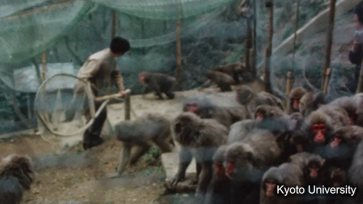 京都嵐山ニホンザルA群全頭捕獲調査映像資料, 1971-1973., 3, 31:08前後.  | Films of investigative capture of the entire Arashiyama A-troop of wild Japanese monkeys, 1971-1973., 3, 31:08.