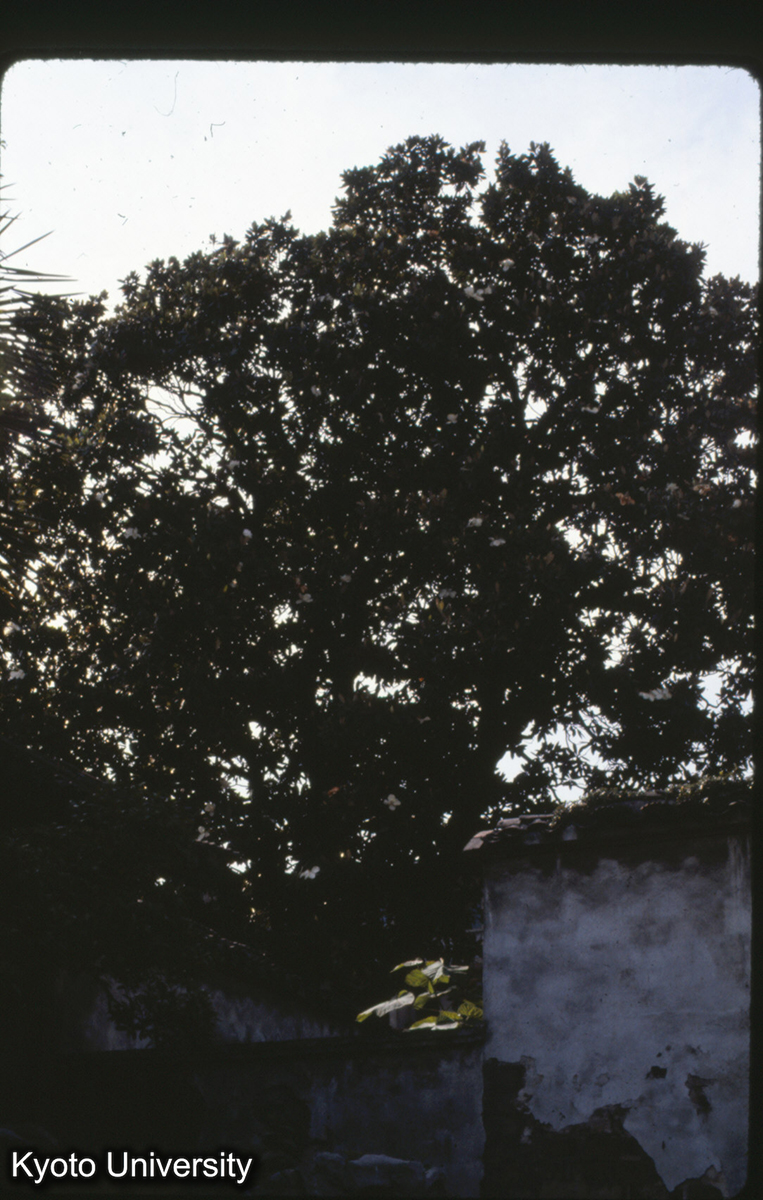 18-12_蘇州残粒園 広玉蘭 残粒園 (1)