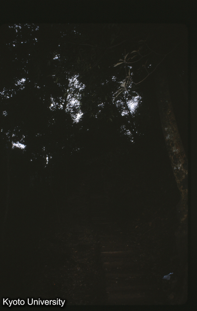 121-31_灌県 青城山 上清宮へ昇る道 (1)