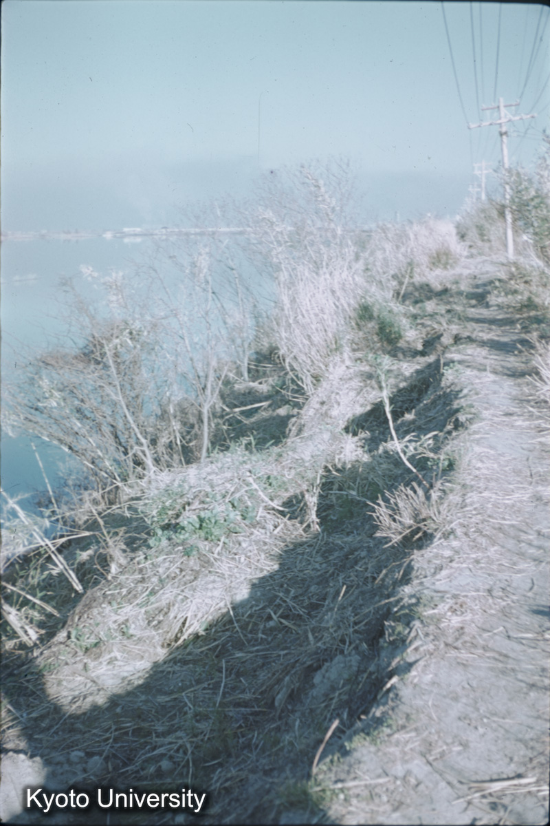 鍋田干拓旧堤（1959） (1)