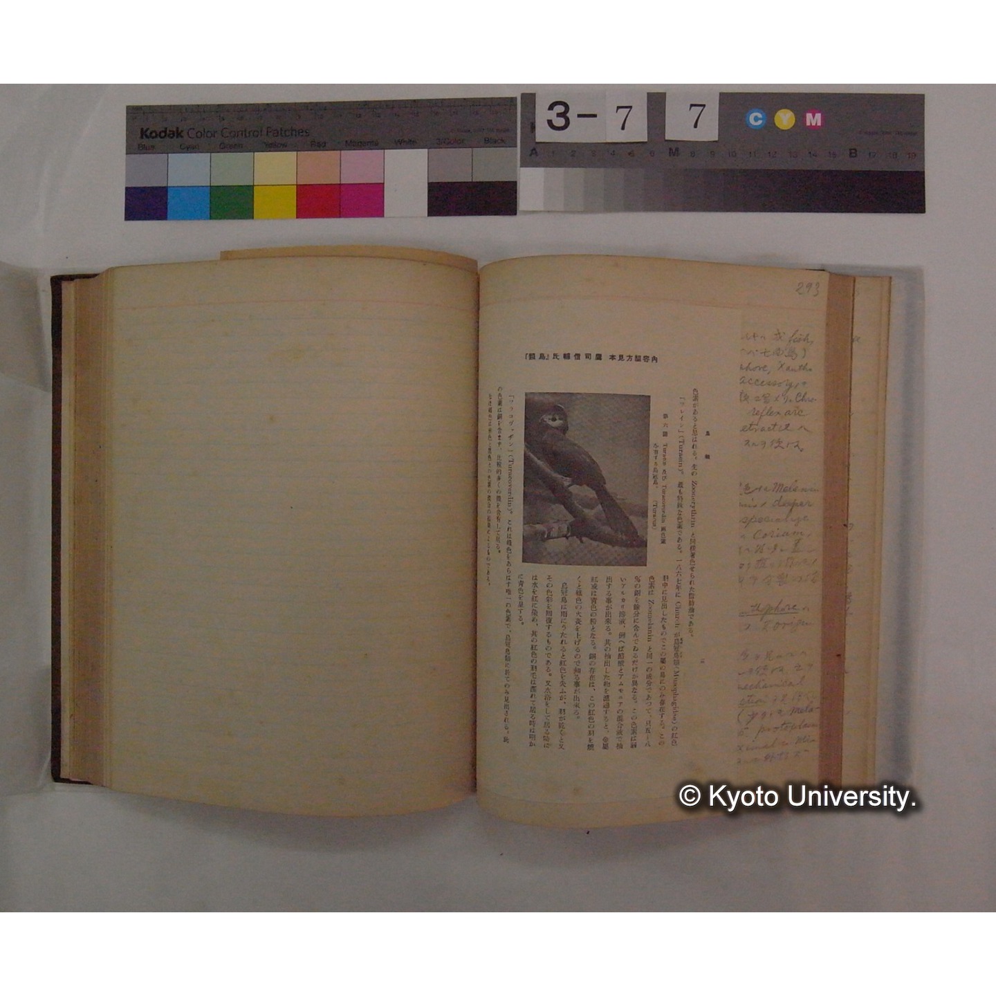 Vergleichende Physiologie (Band9: Muskle-physiologie) (比較生理学 巻9 筋肉生理学) [翻訳ノート製本か] (33)