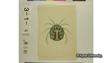 川村多實二資料, 1902-1964., 3-01-04-13, 部分.  | Kawamura (Tamiji) papers, 1902-1964., 3-01-04-13, part of the image.