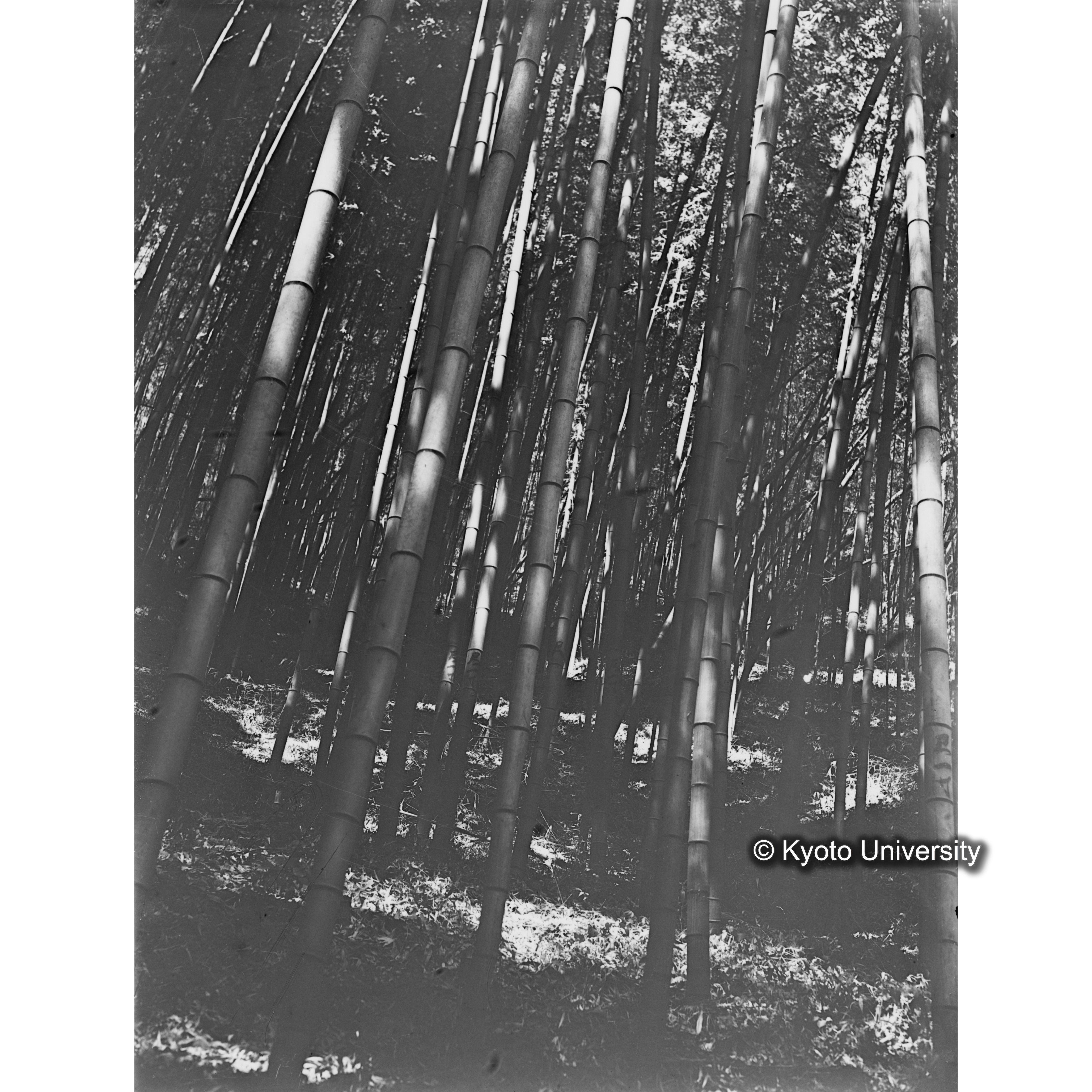 〔竹林〕 (1)