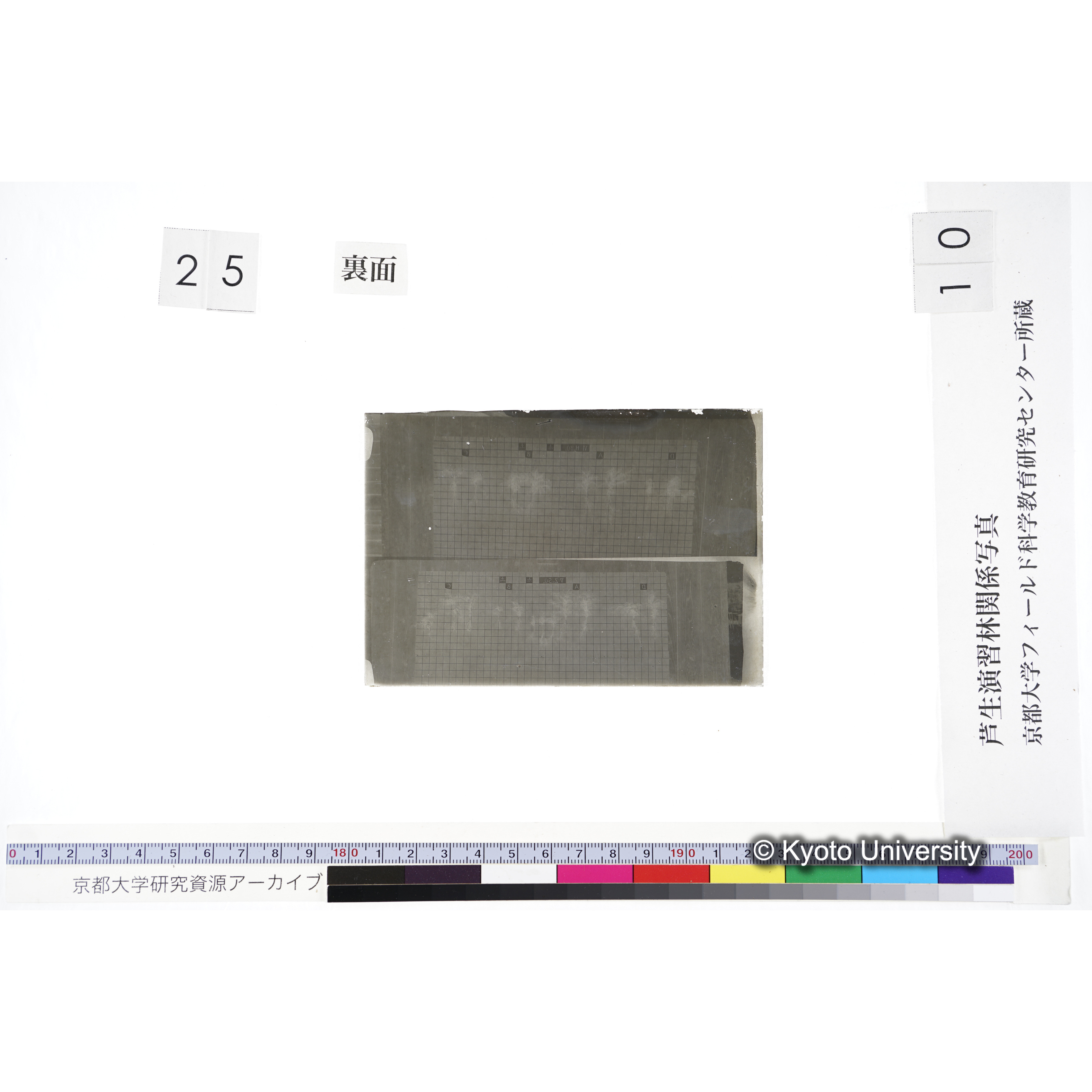 〔発芽と根 8本の比較 VI H3BO3 赤土 の D A B C / 発芽と根 12本の比較 V. ZnSO4 赤土 の D A B C 〕 (2)