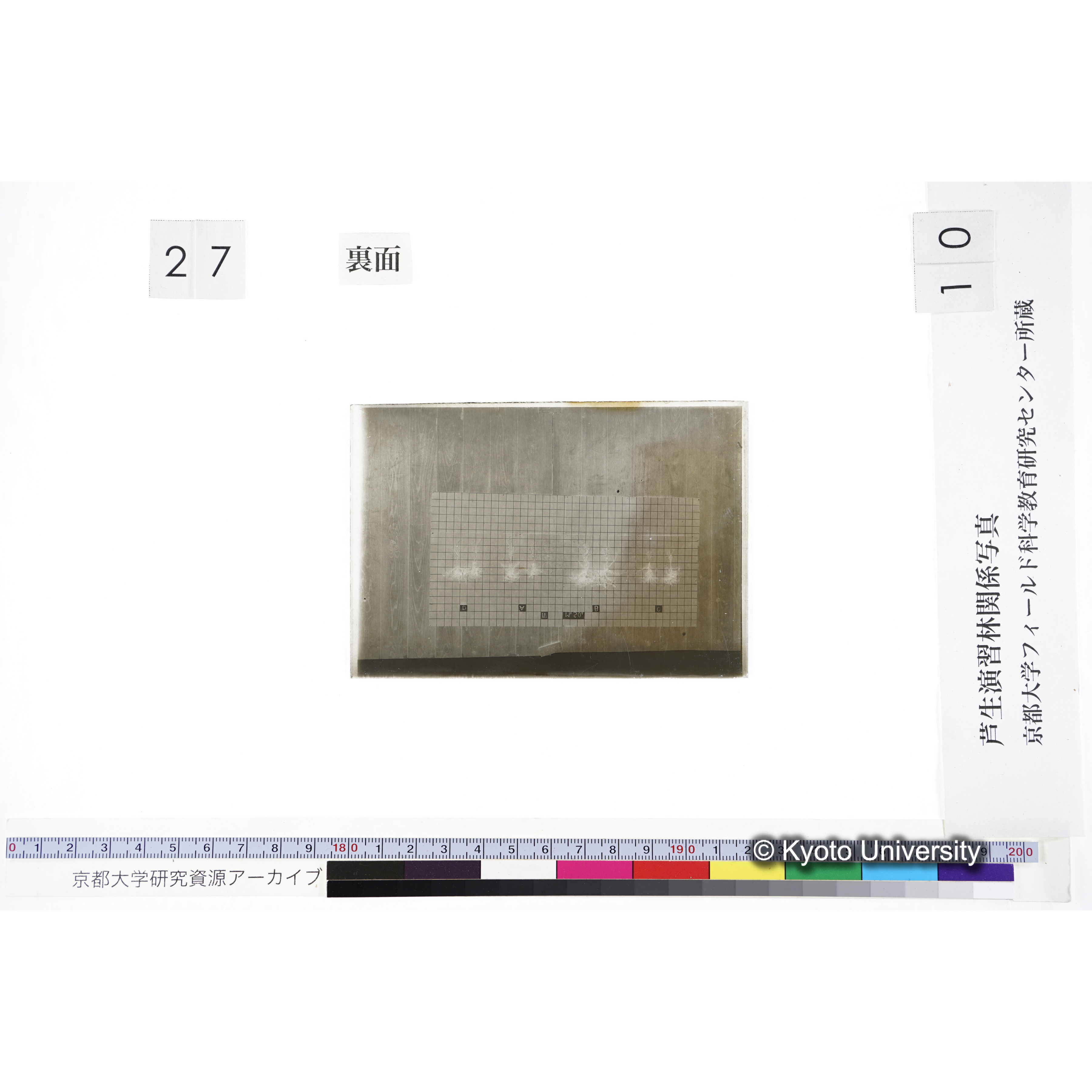 〔発芽と根 8本の比較 IV MgSO4 の D A B C 〕 (2)