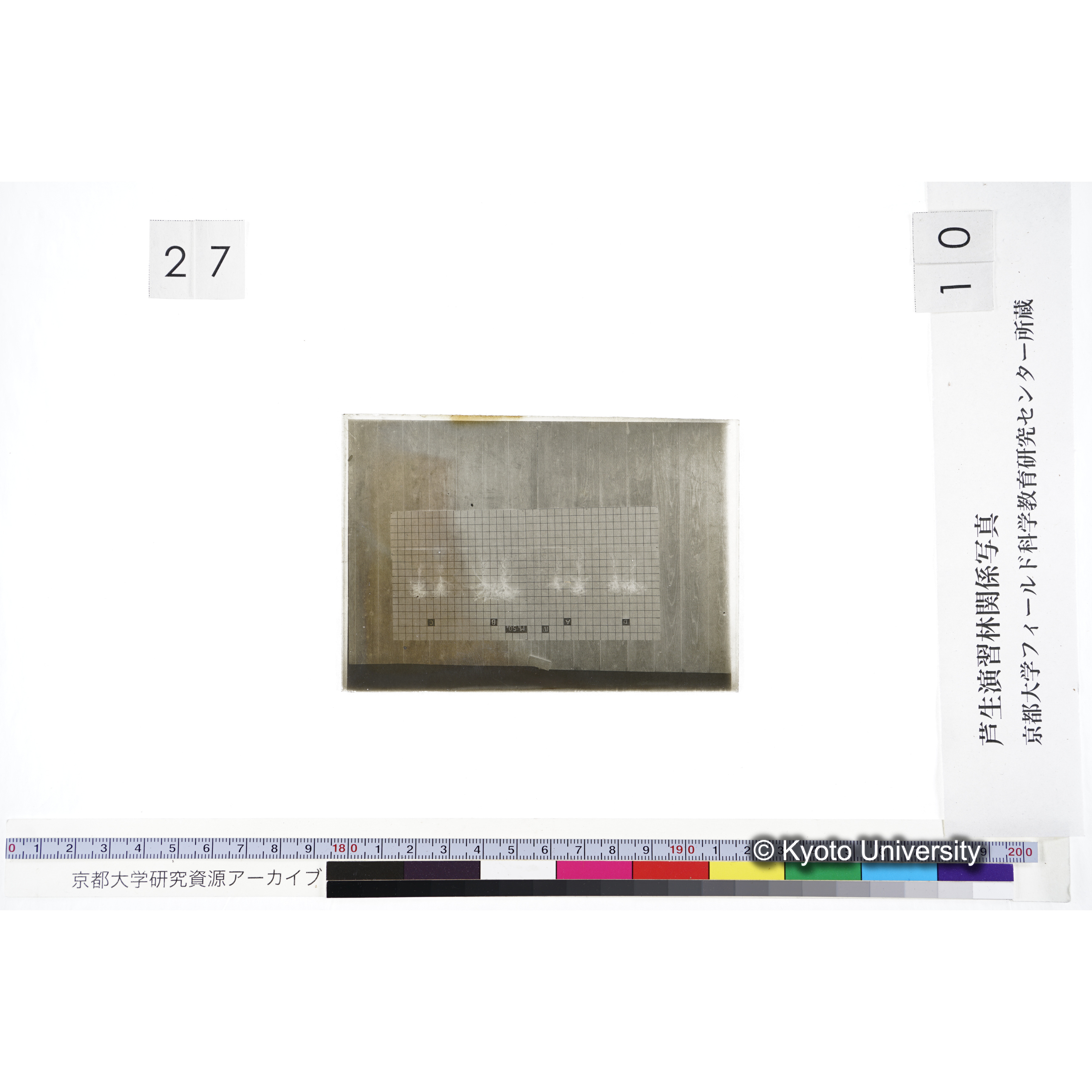 〔発芽と根 8本の比較 IV MgSO4 の D A B C 〕 (3)