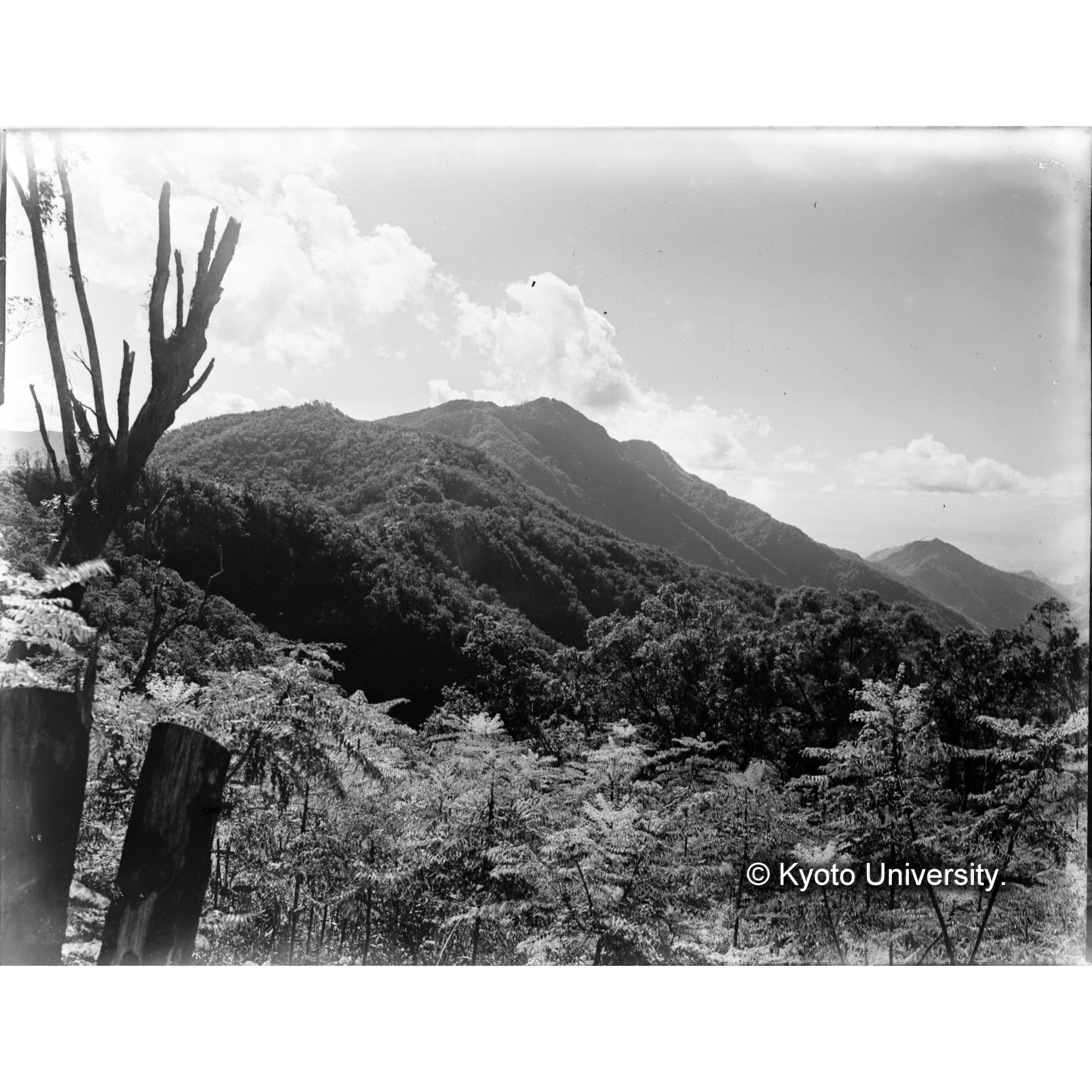 藤枝駐在所より鳳崗山を見る.前景はタラノキの花 (1)