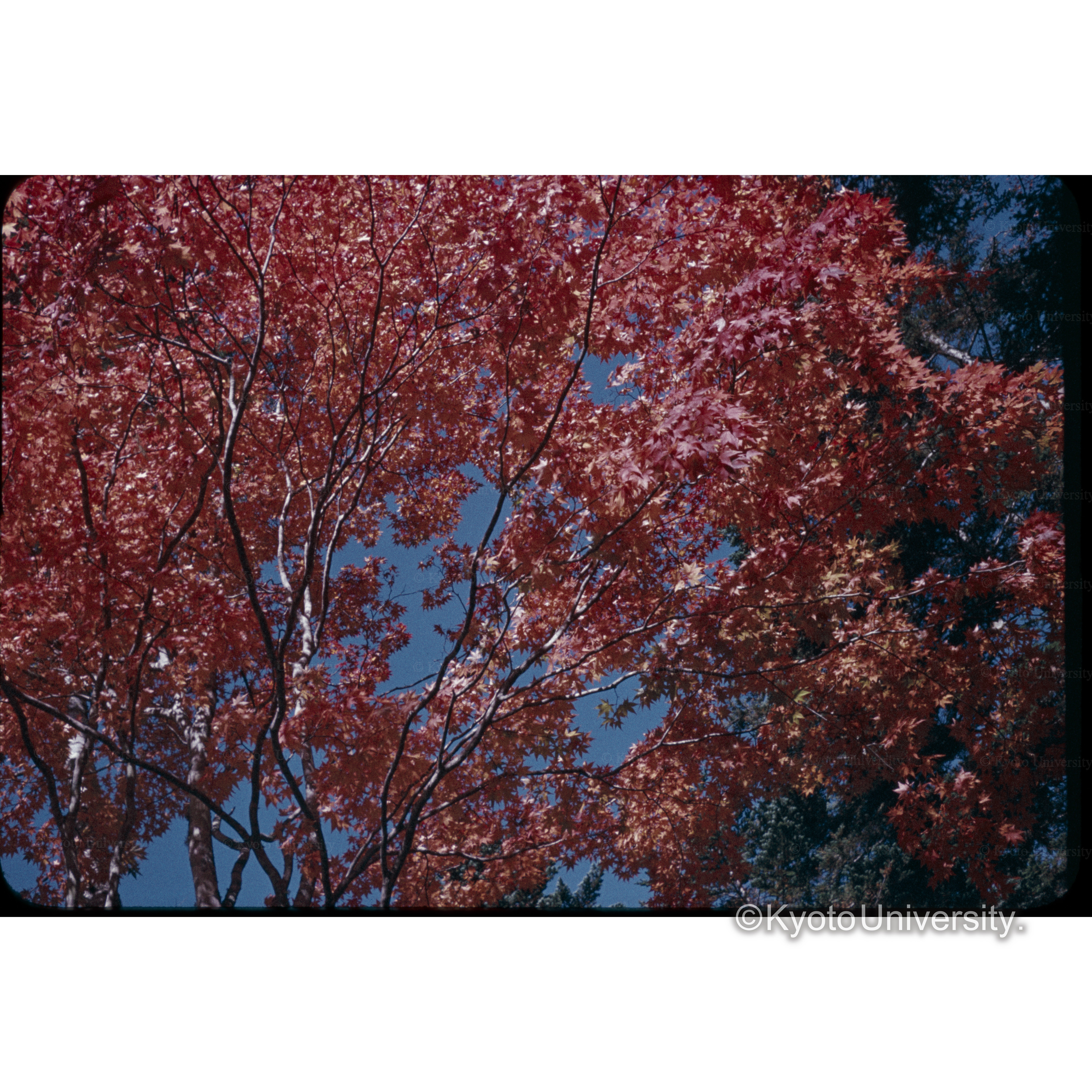 カエデ紅葉 (1)