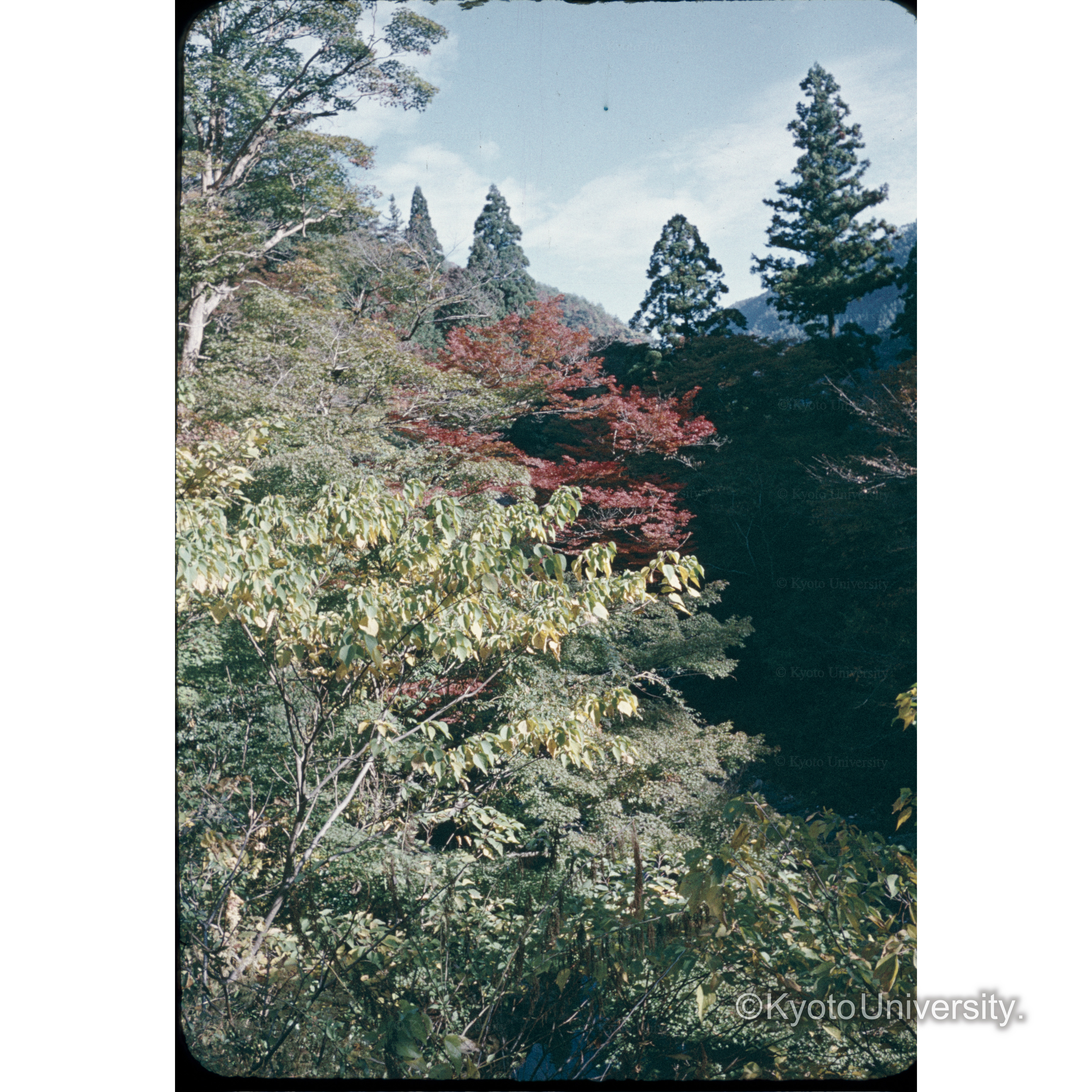 高尾 (1)