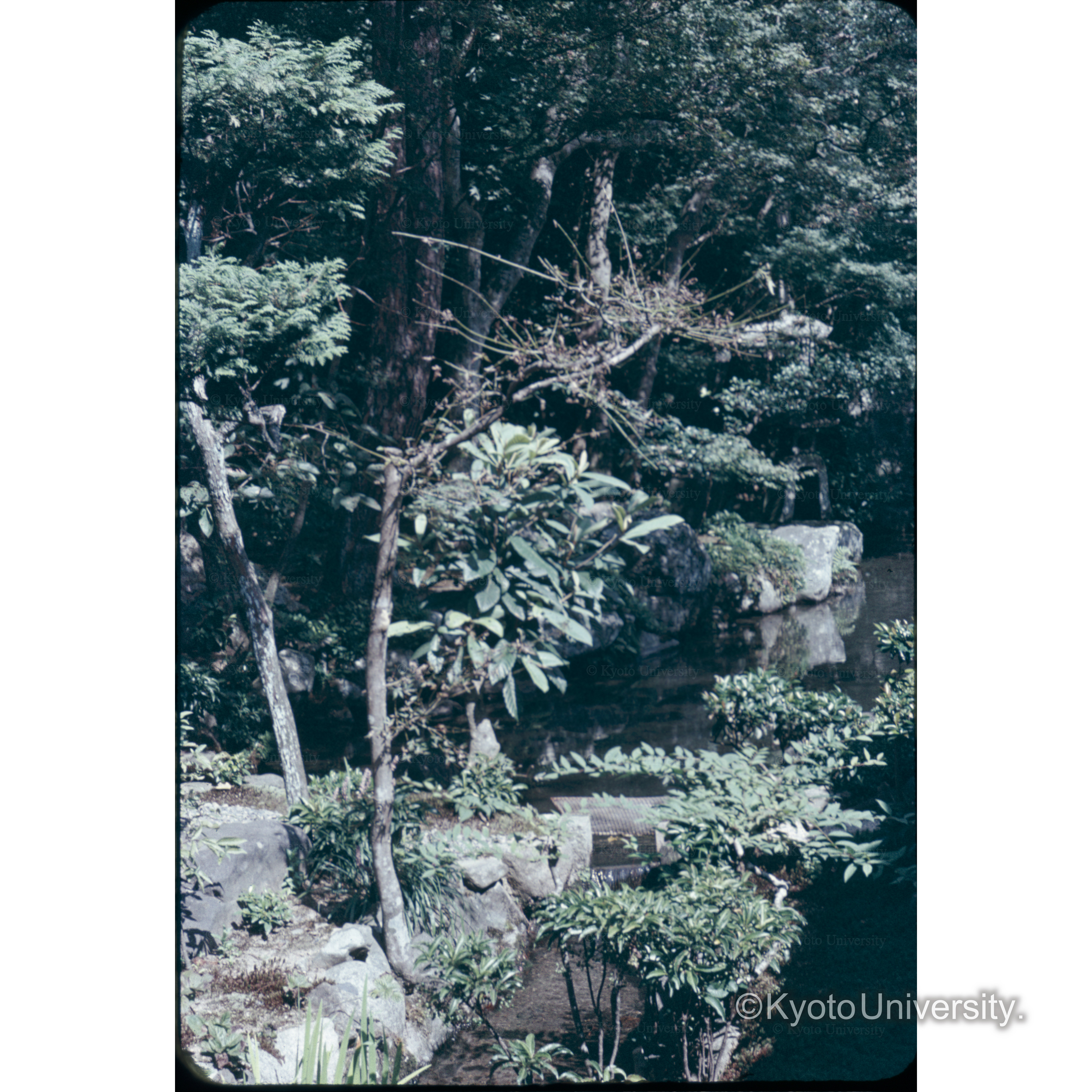 レンゲ寺 (1)
