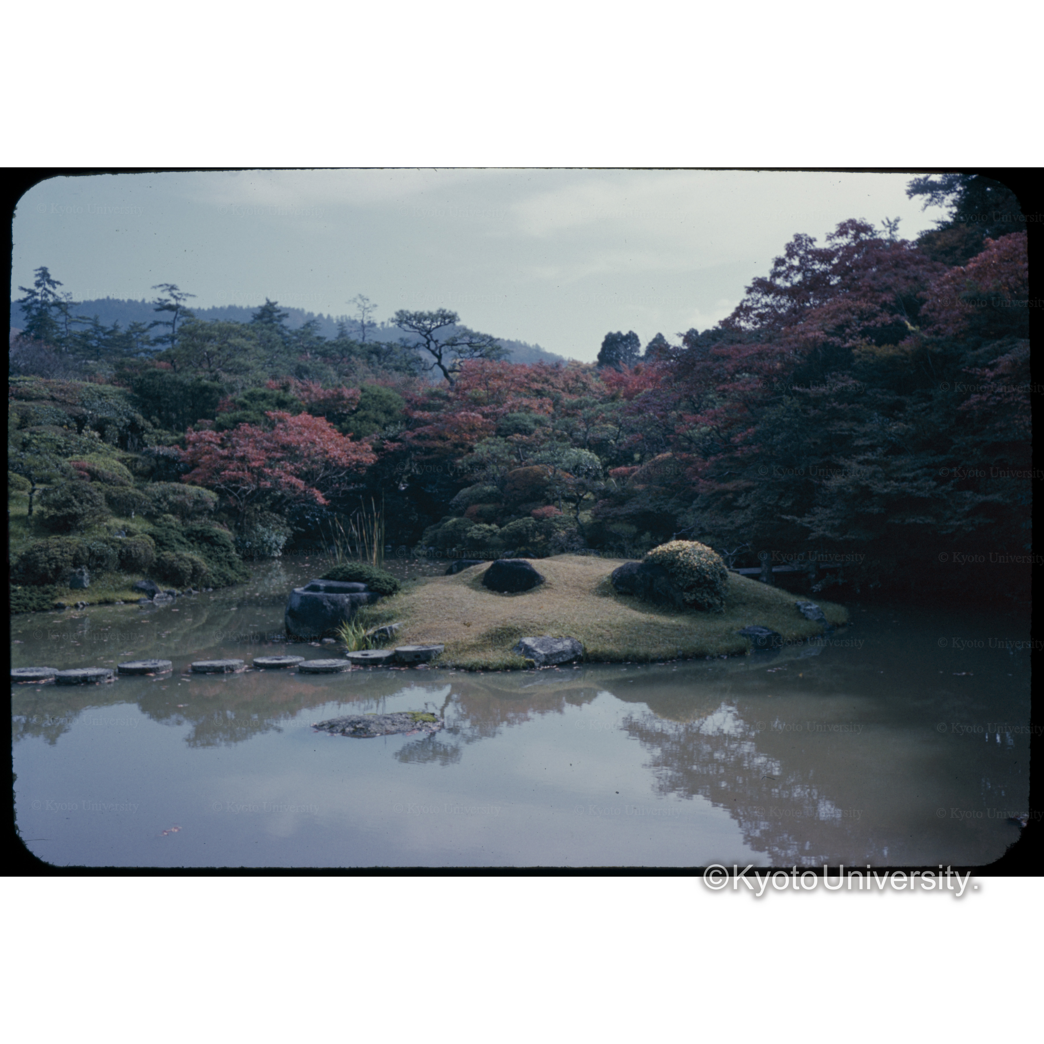 カツラ (1)