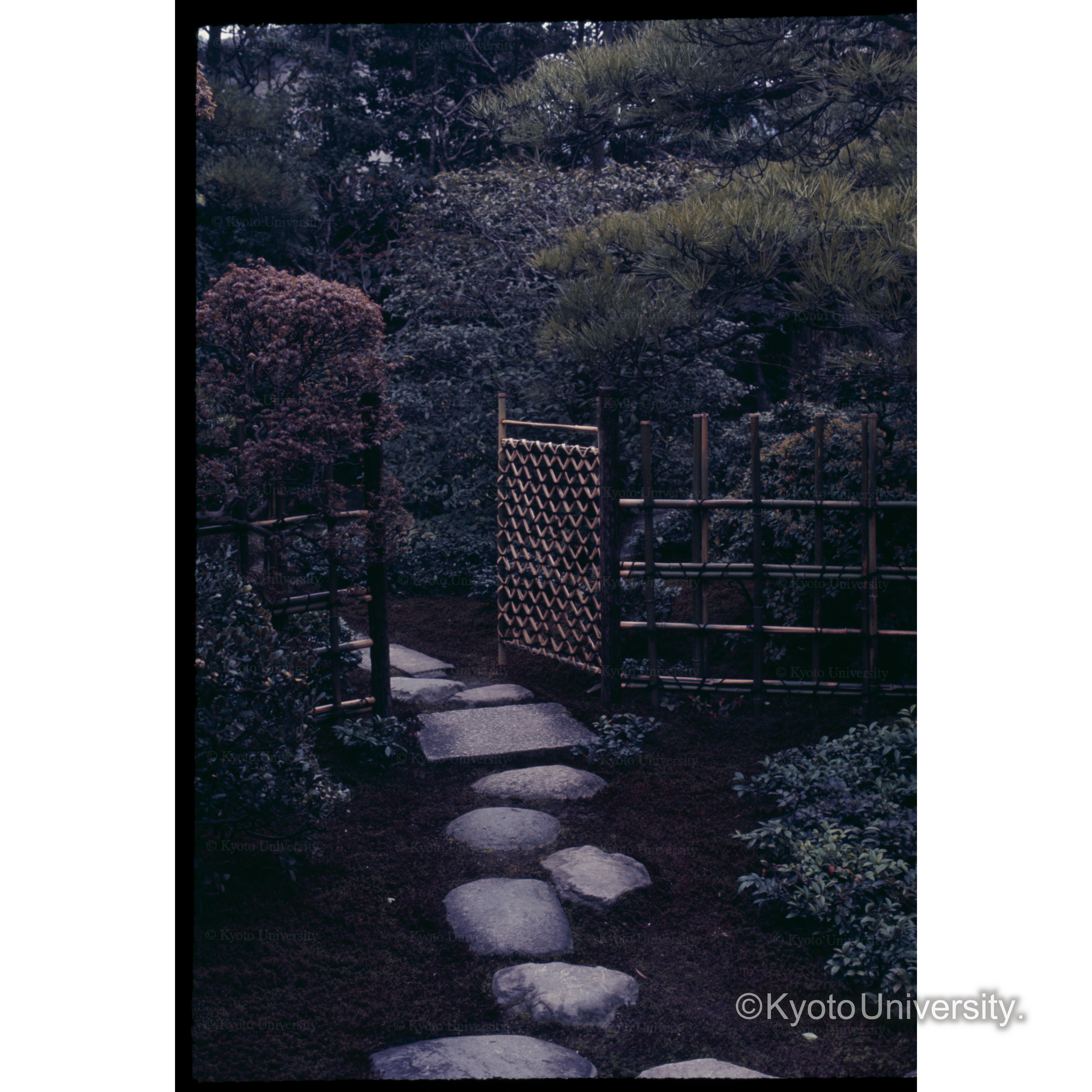 京都ツルヤ (1)