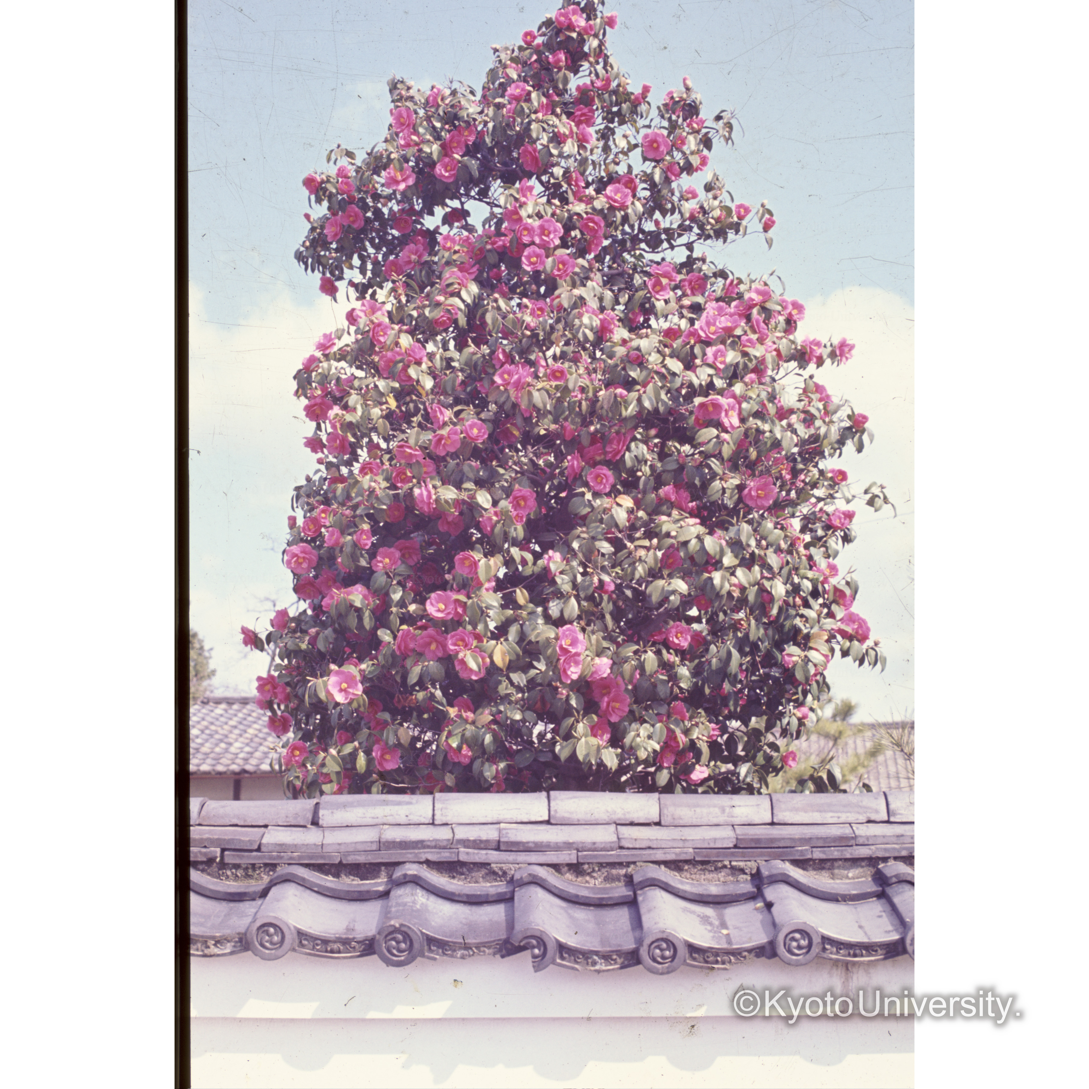 〔ツバキ〕 (1)