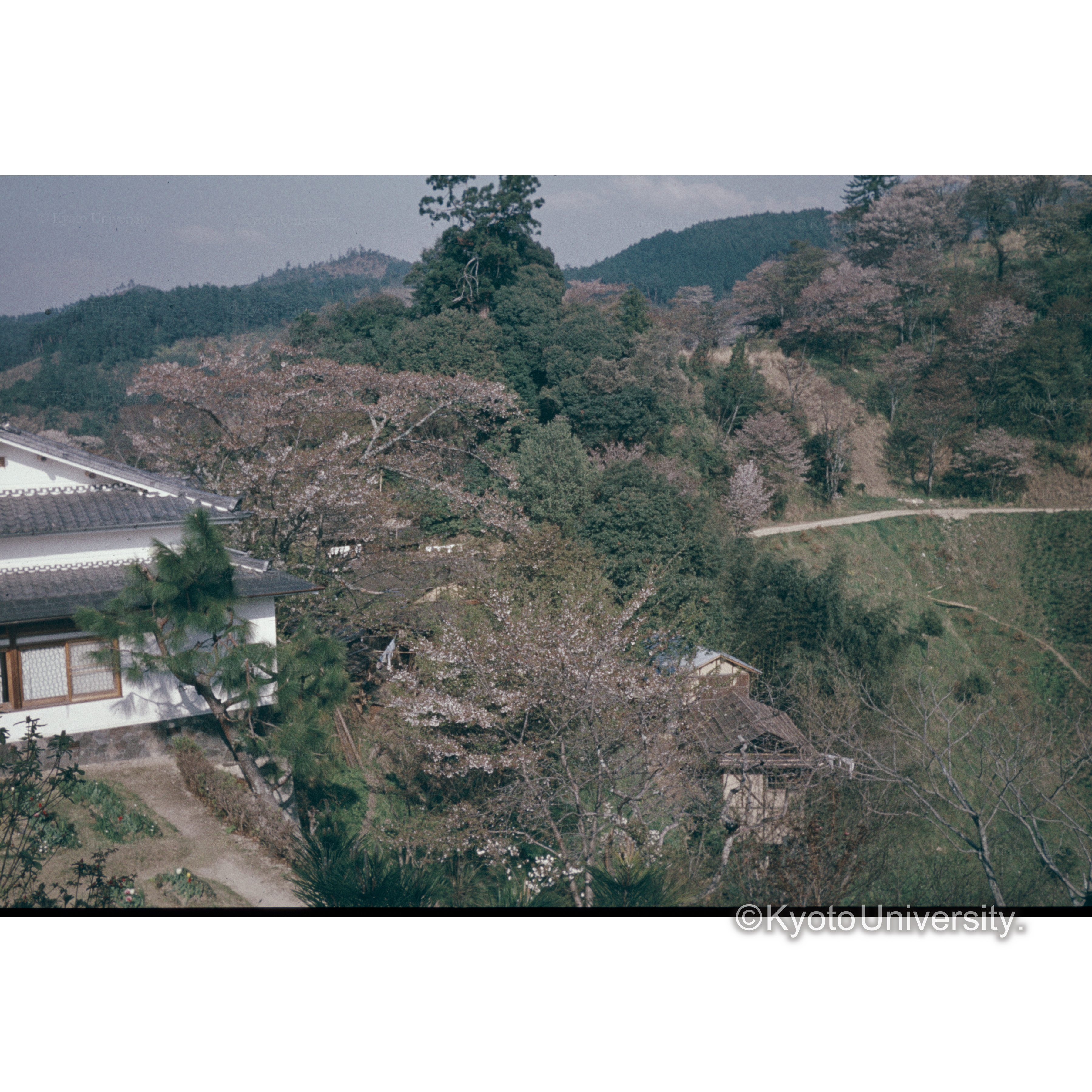 Yoshino (1)