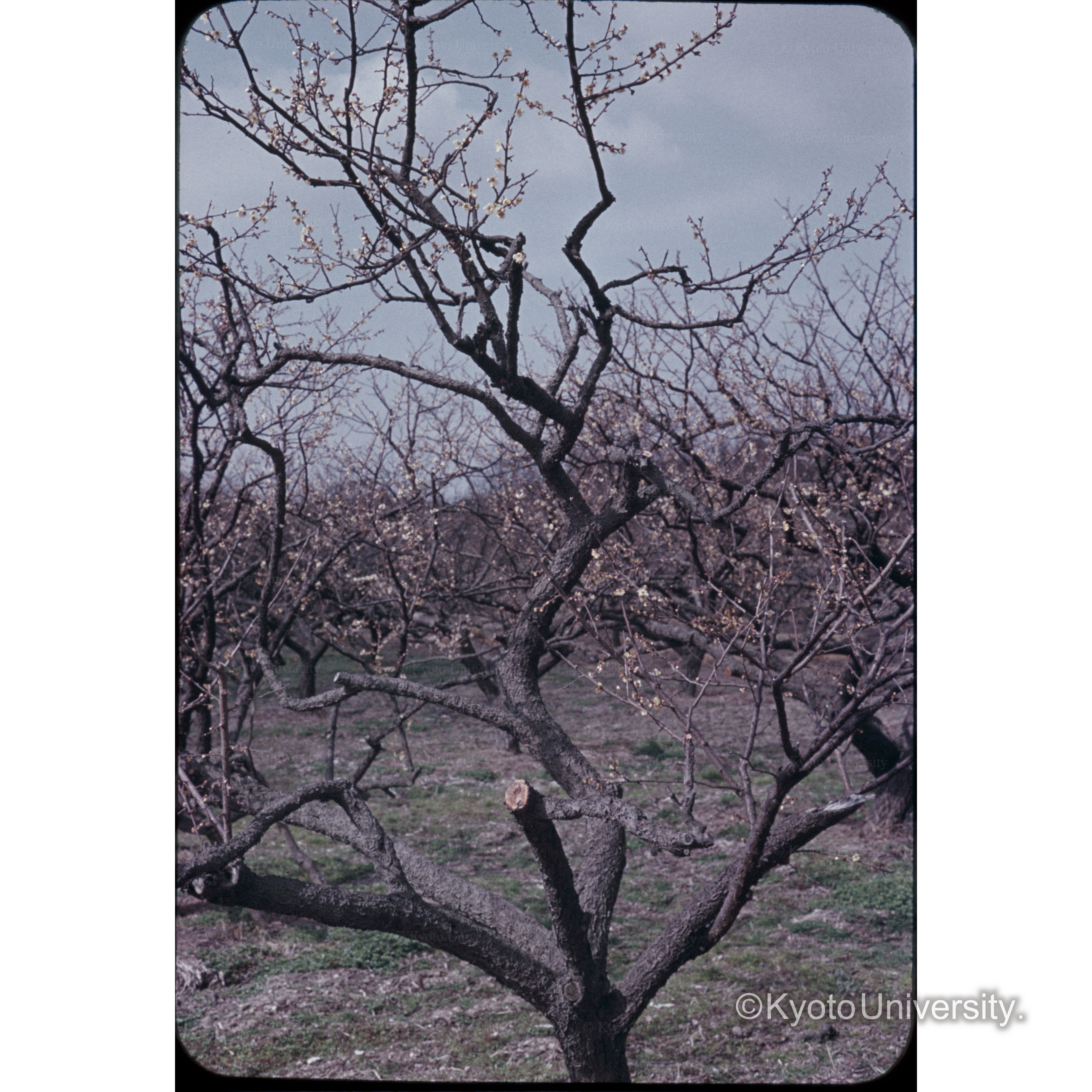 青谷梅林 (1)