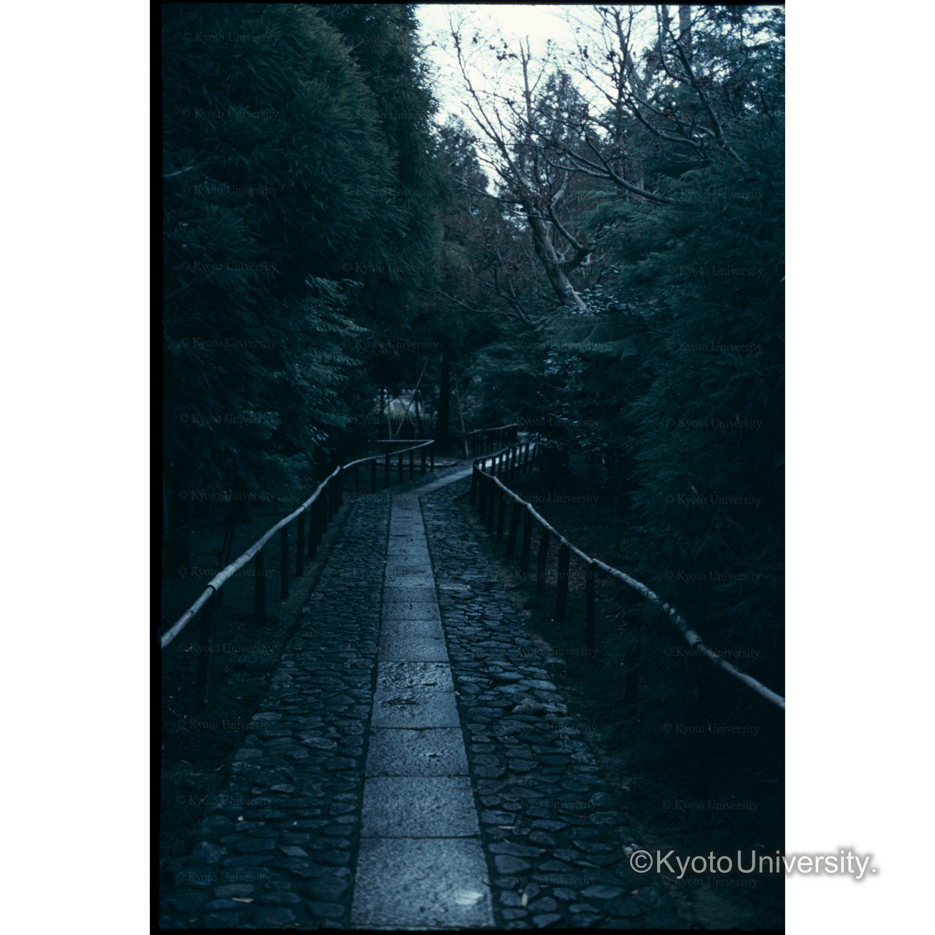 鹿王院 (1)