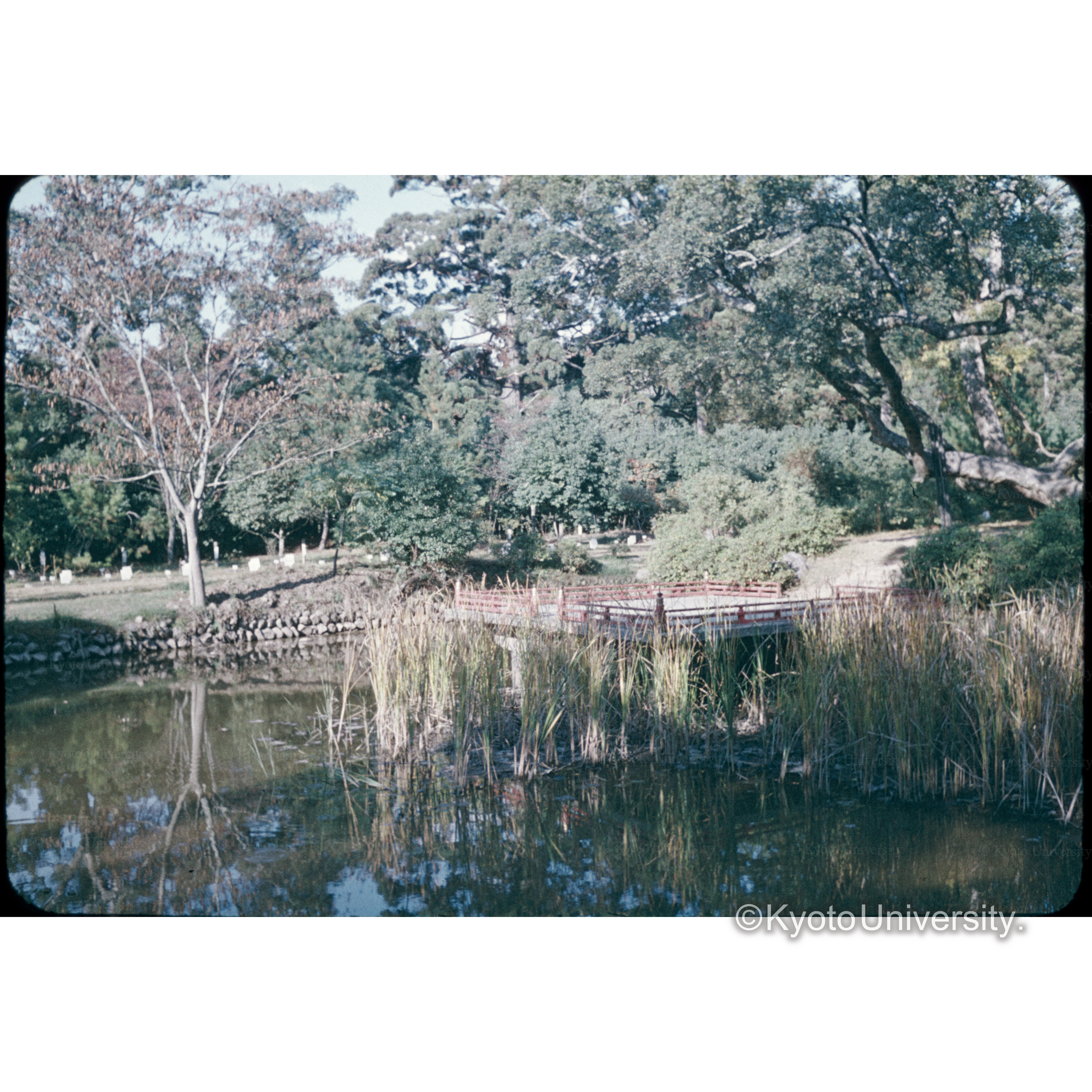 万葉植物園 (1)