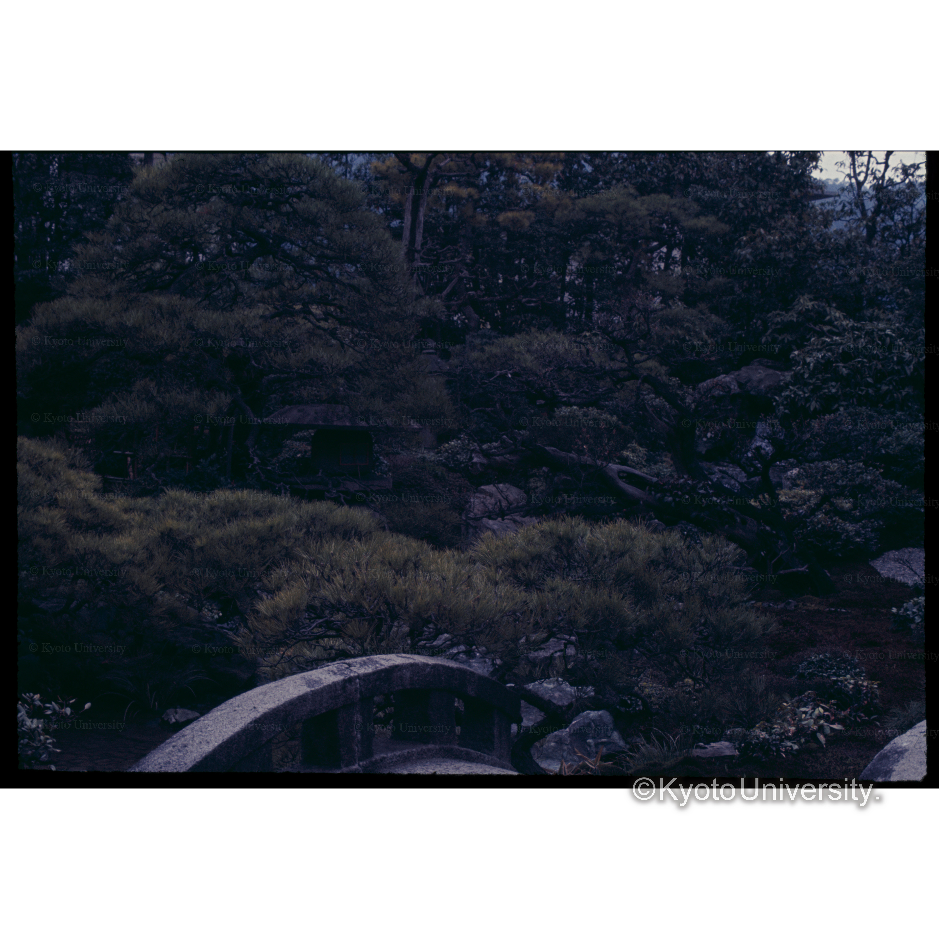 京都ツルヤ (1)