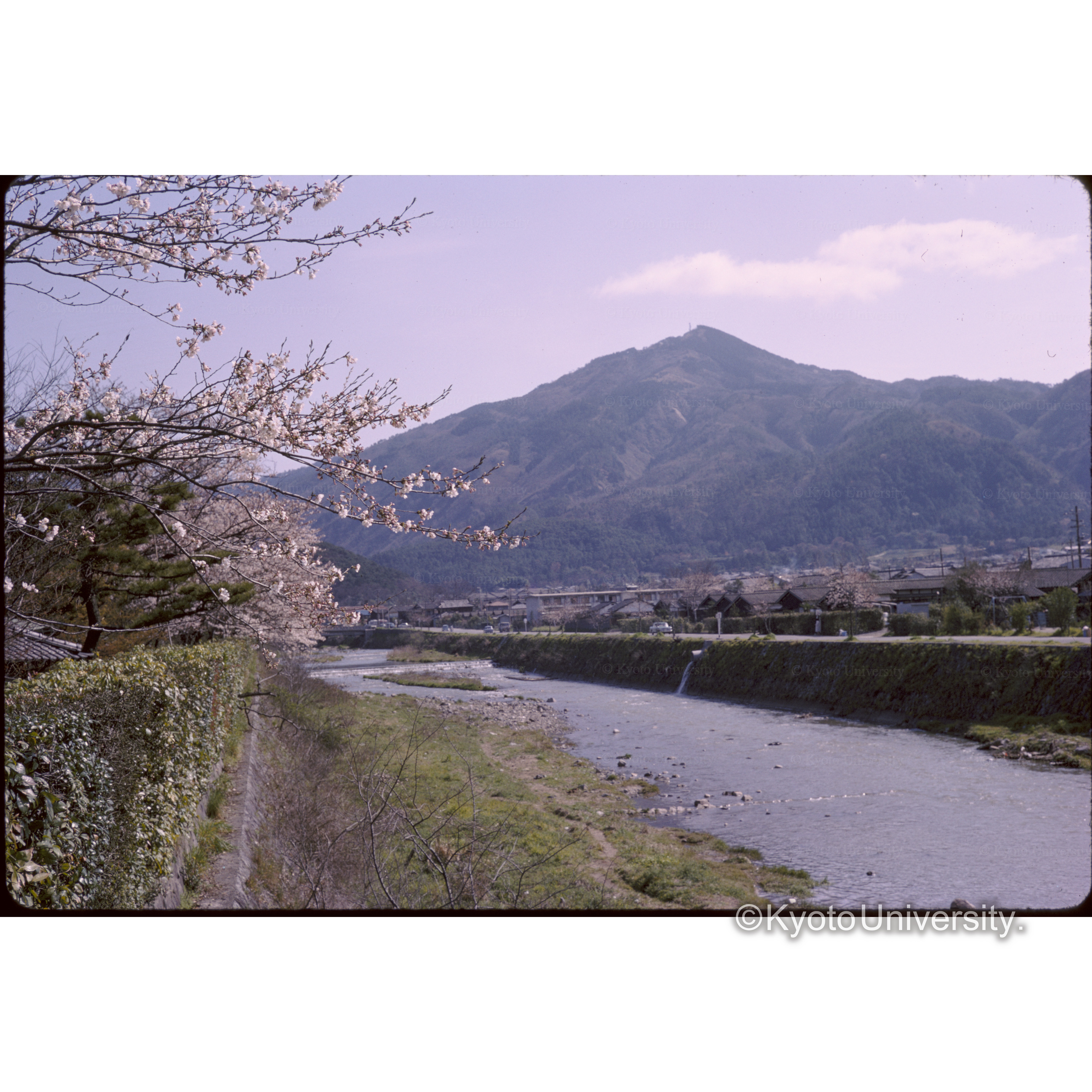 高ノ川畔 (1)