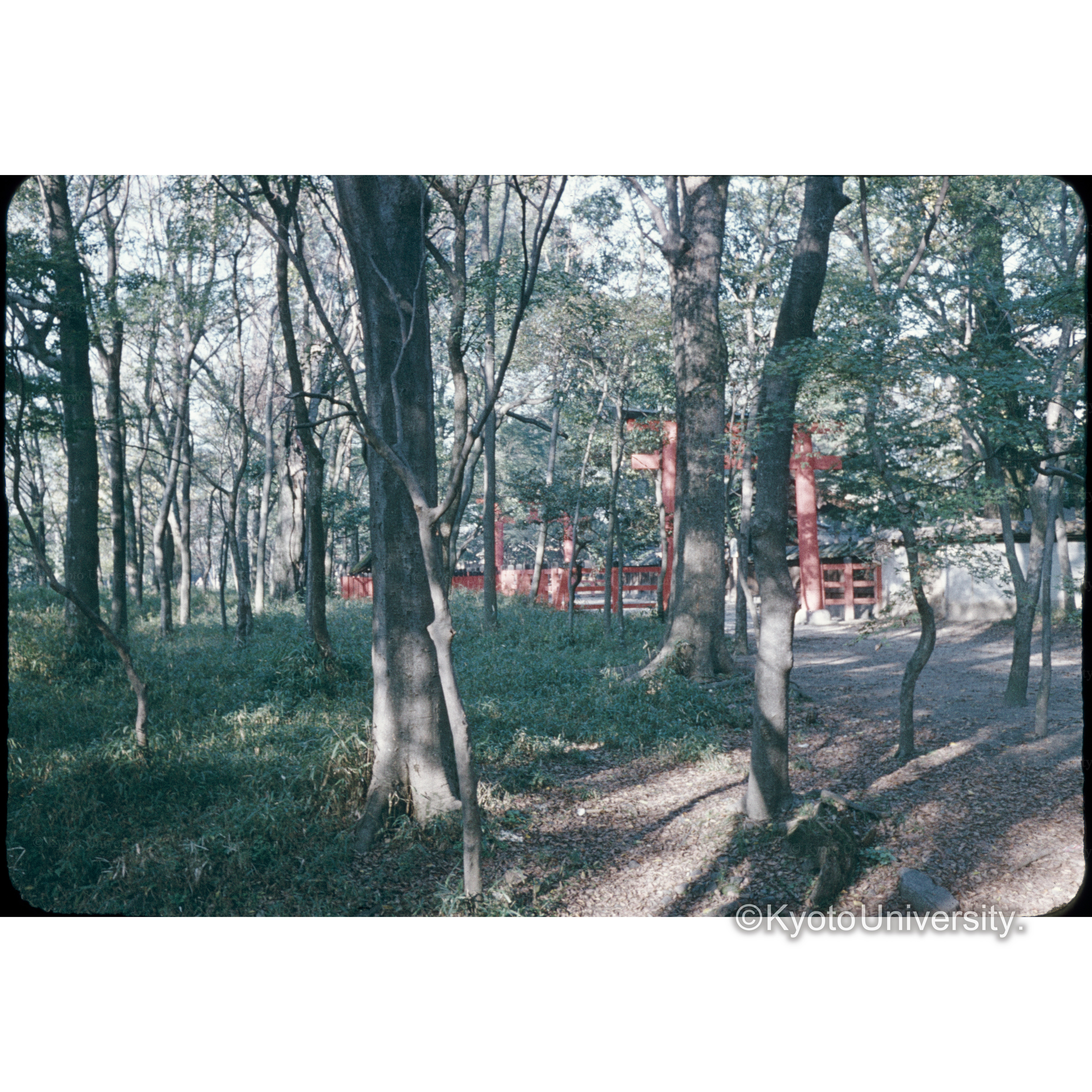 下賀茂神社 (1)