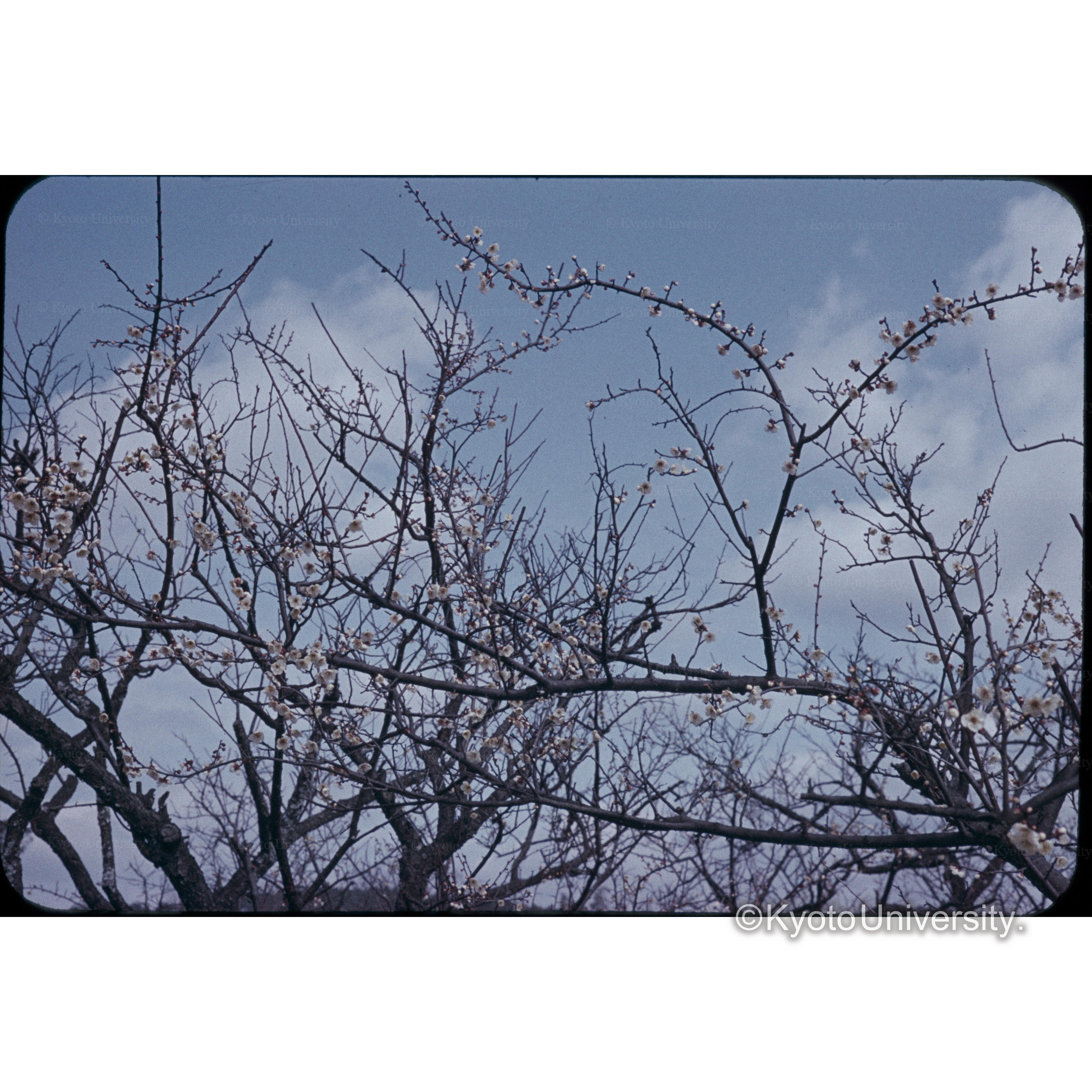 青谷梅林 (1)