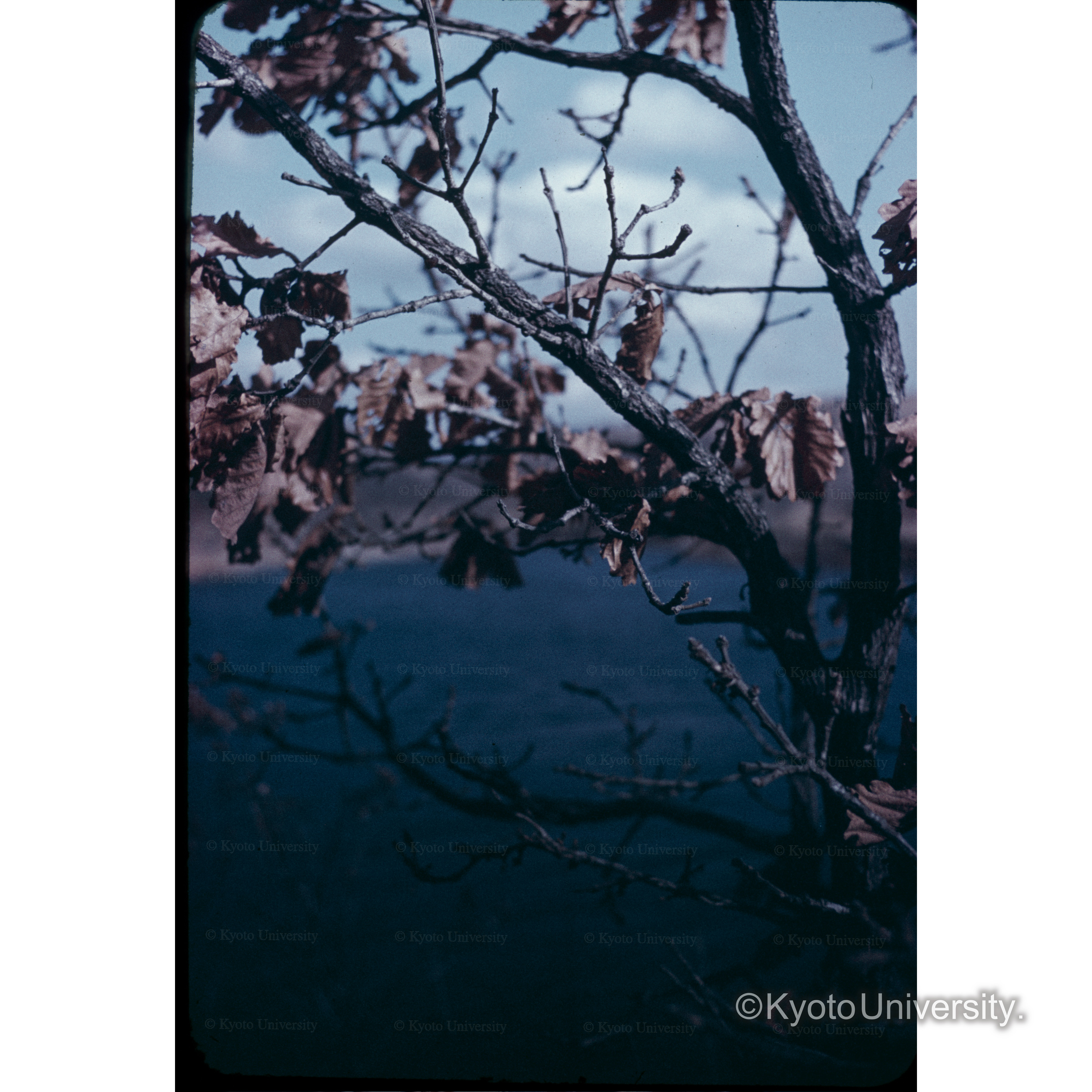 山下池(カシワ) (1)