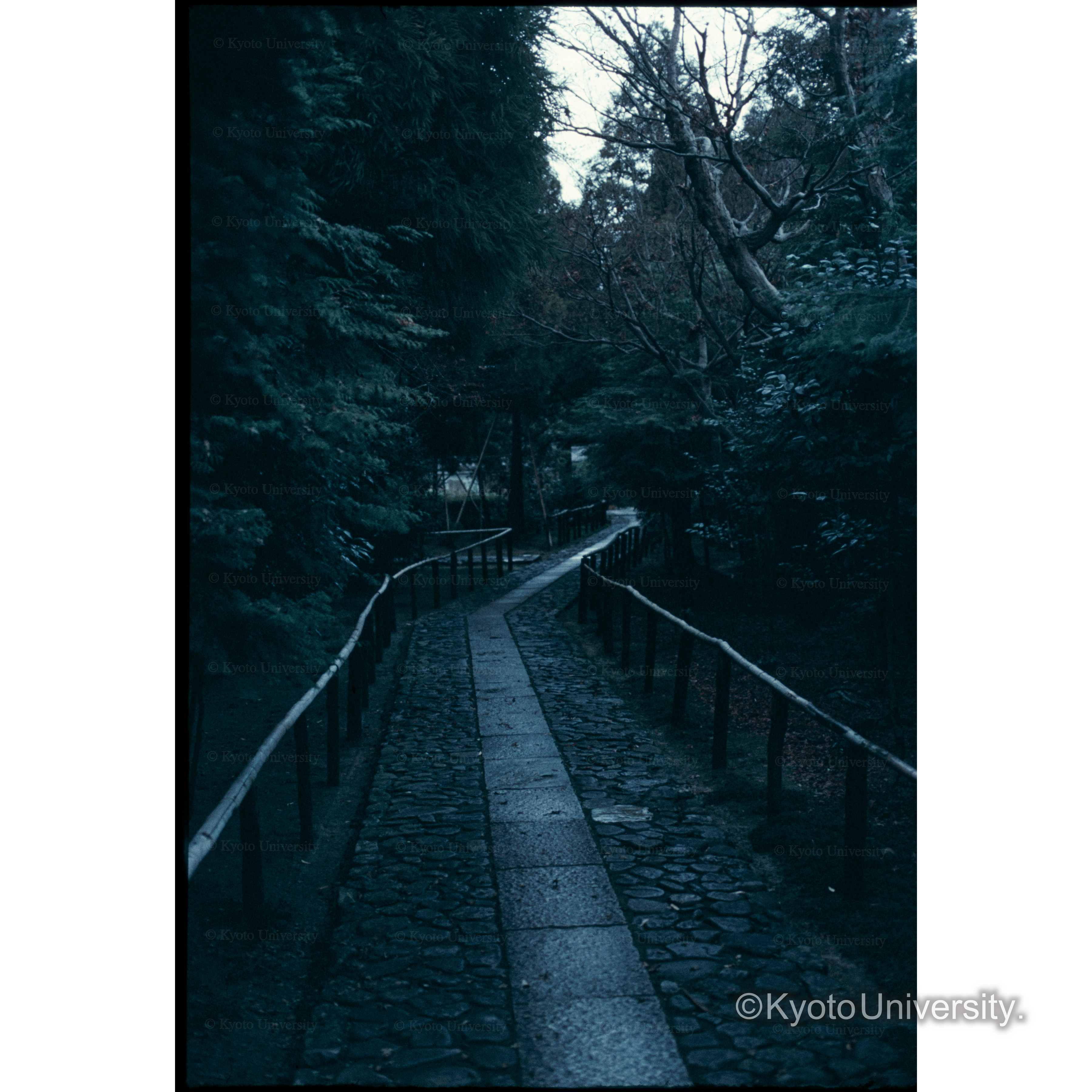 鹿王院 (1)