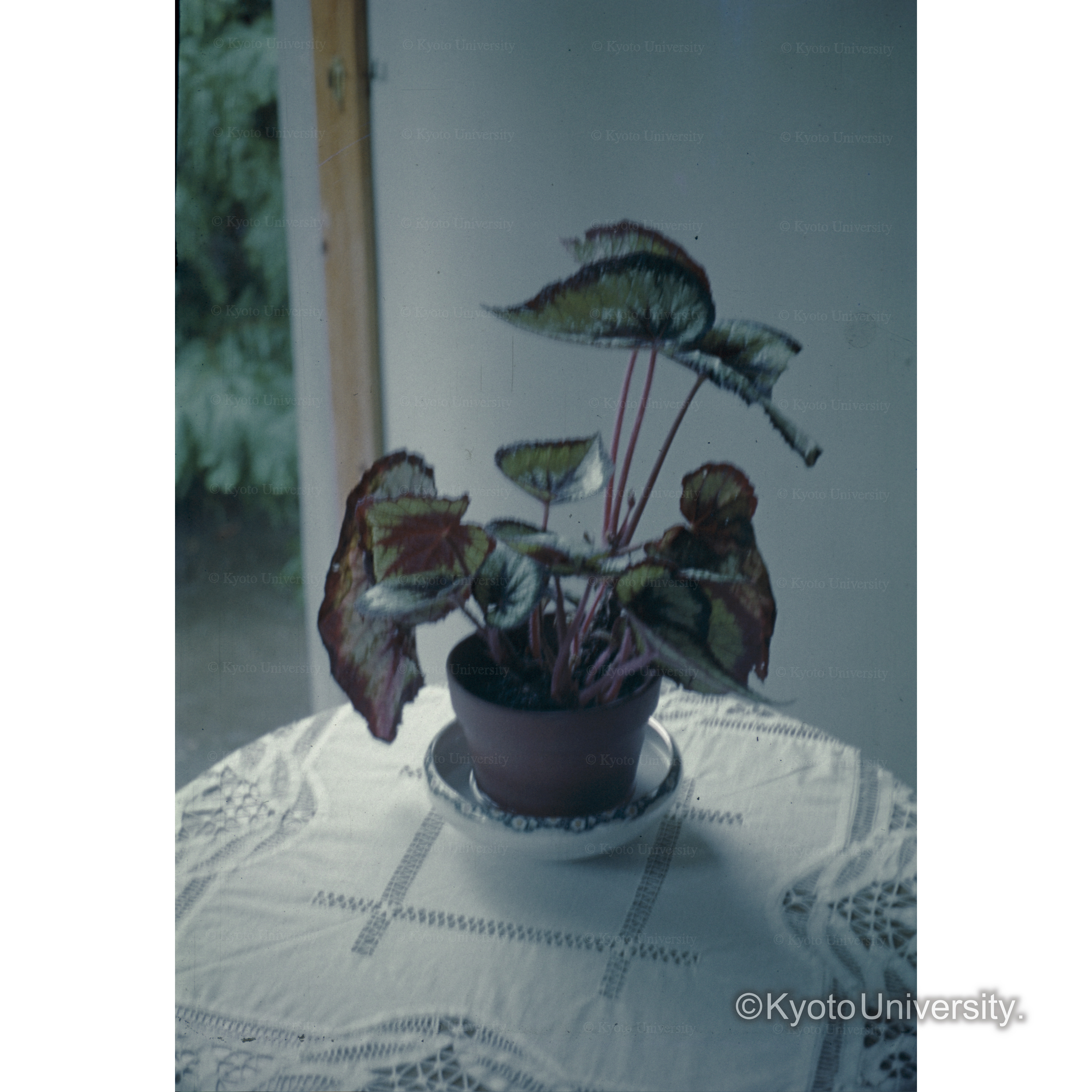 ベゴニア (1)