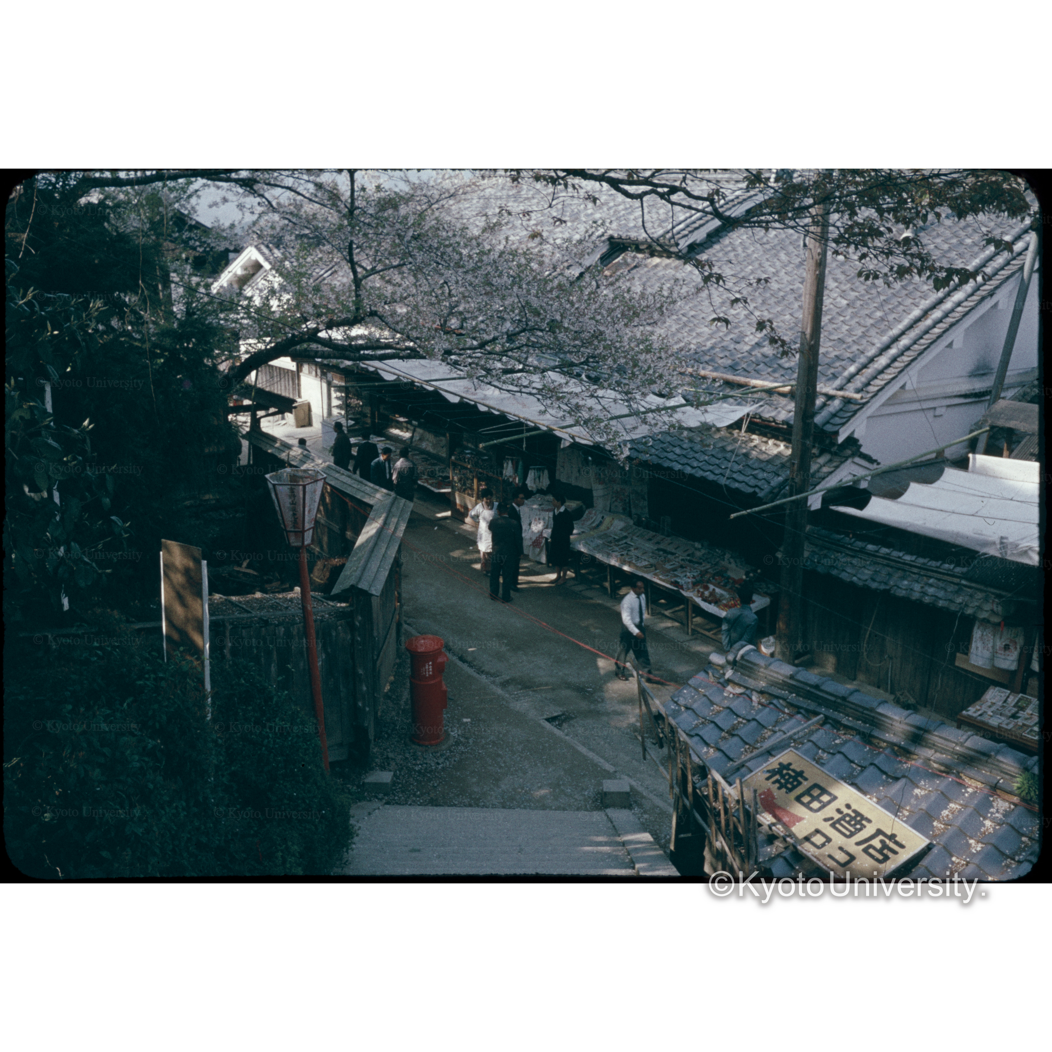 Yoshino (1)