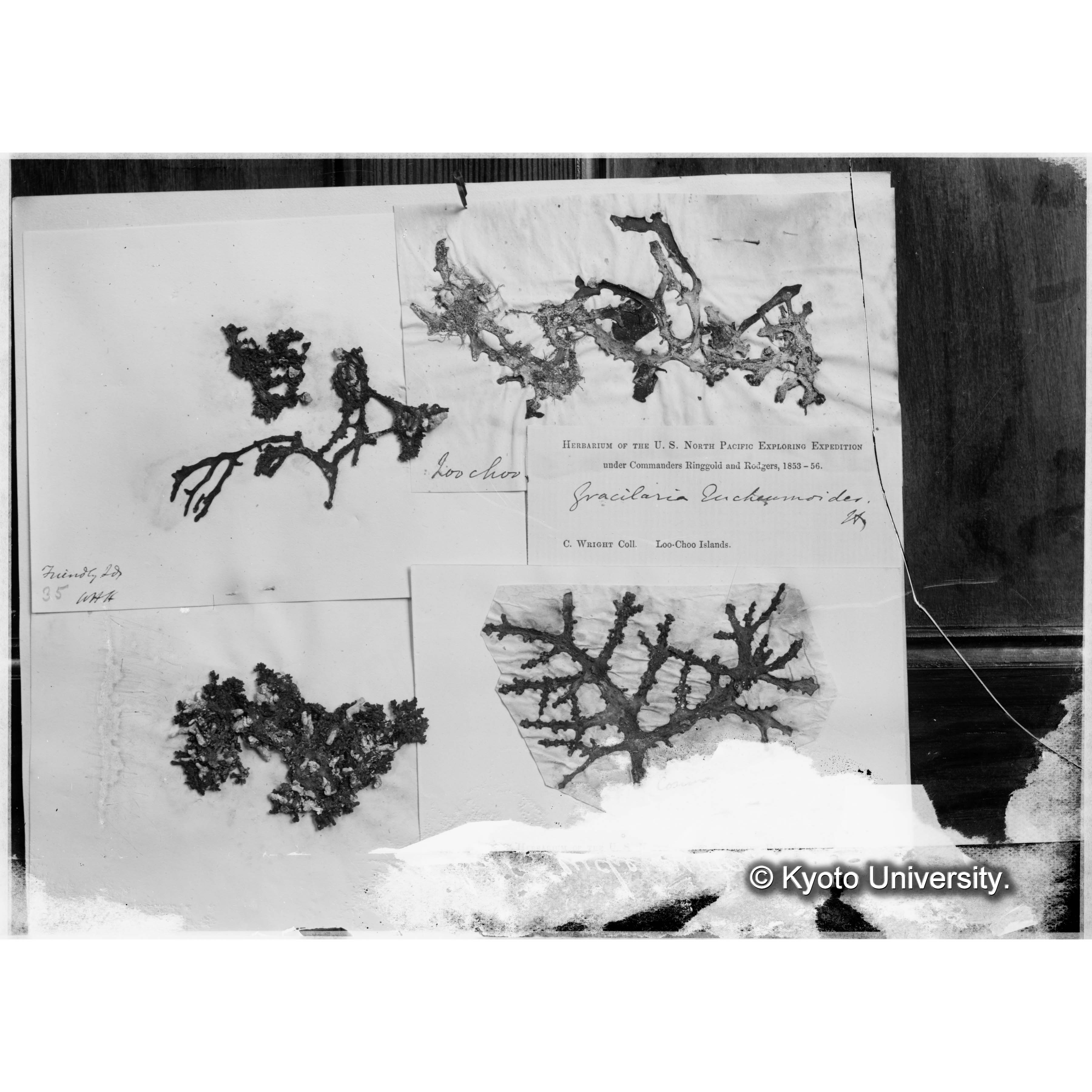 [Gracilaria] eucheumoides Harv. （写真帳番号 49） (4)
