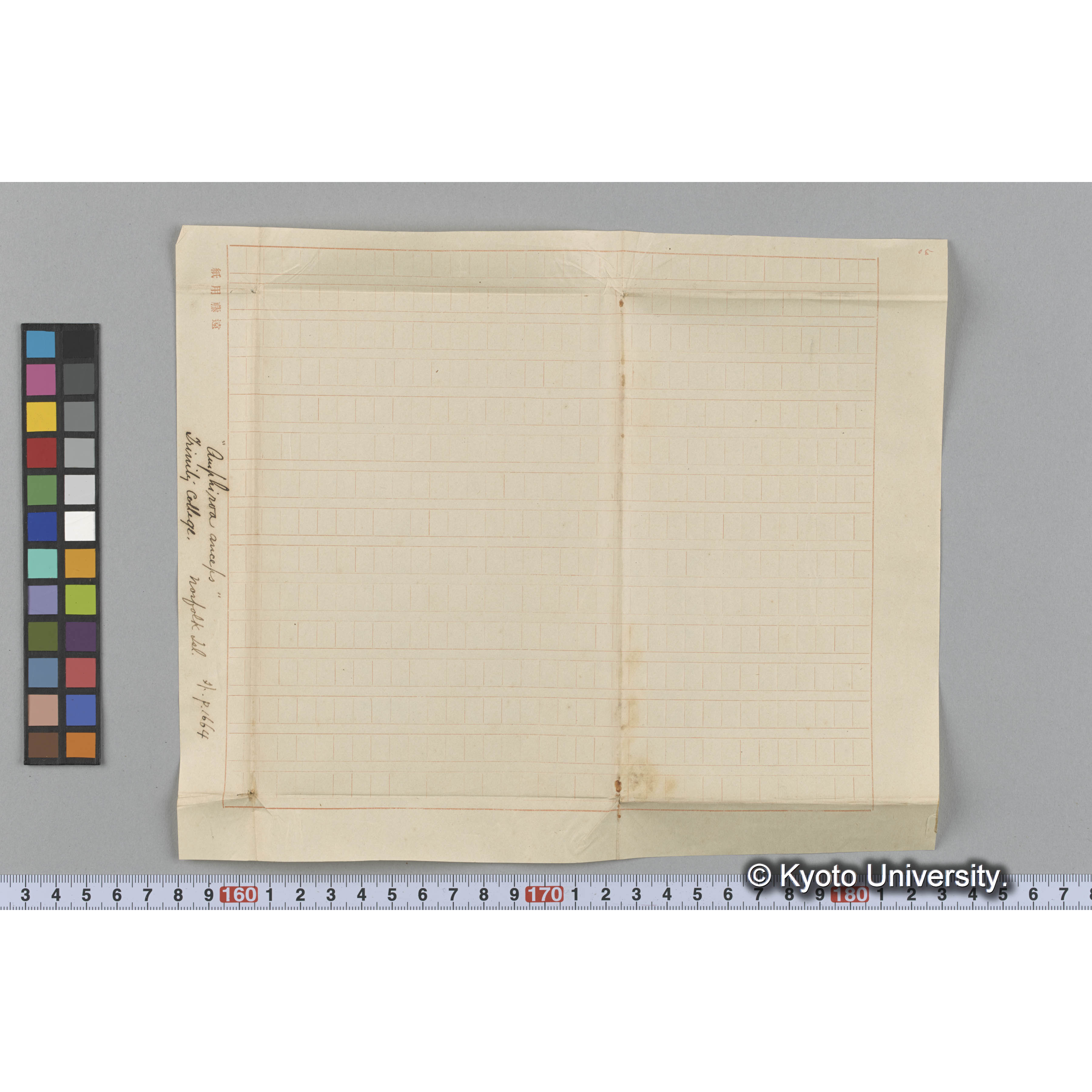 "Amphiroa anceps" / Trinity College. / Norfolk Isl. / 外. p. 1664 （写真帳番号 4） (3)