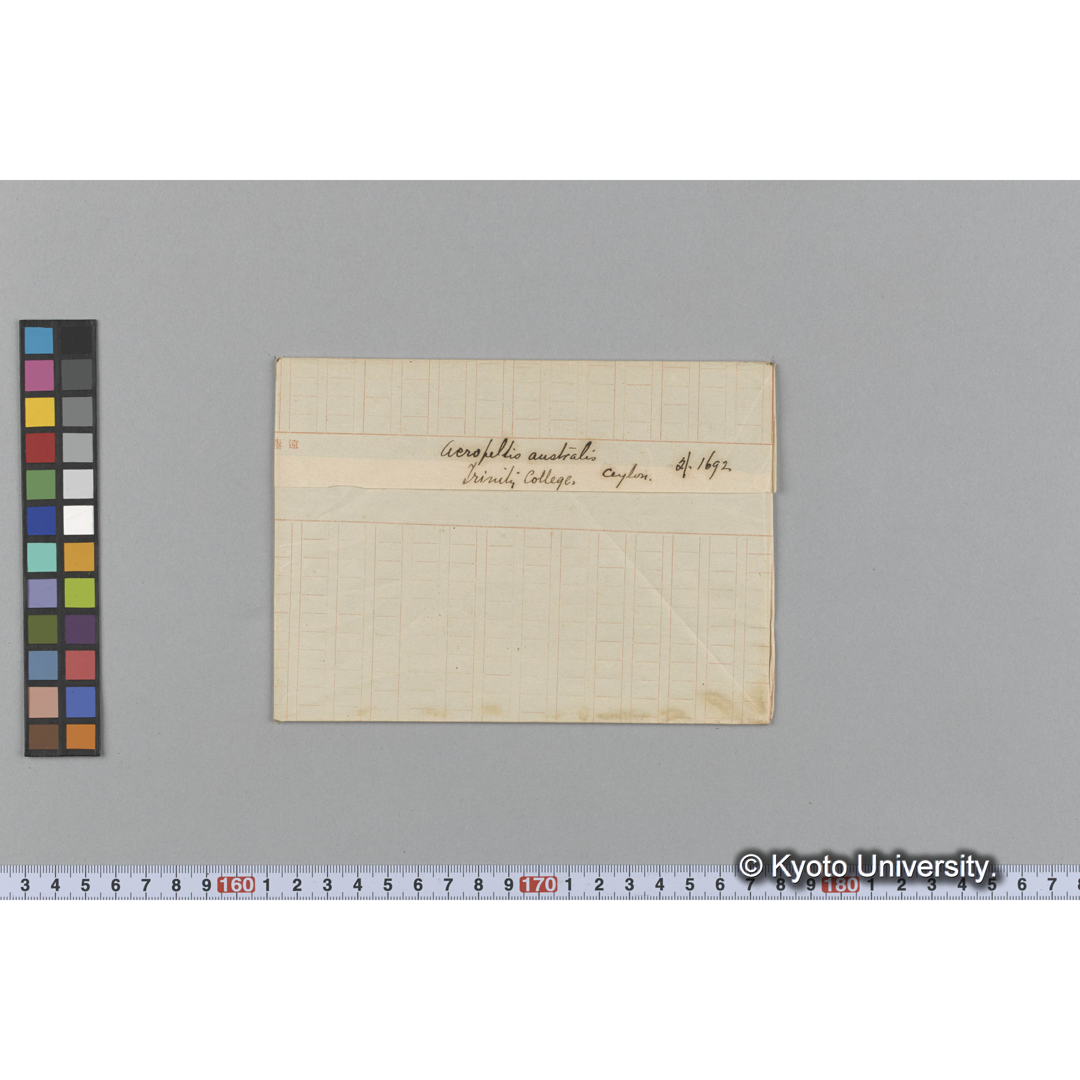 Acropeltis australis / Trinity College / Ceylon / 外. 1692 （写真帳番号 2） (1)