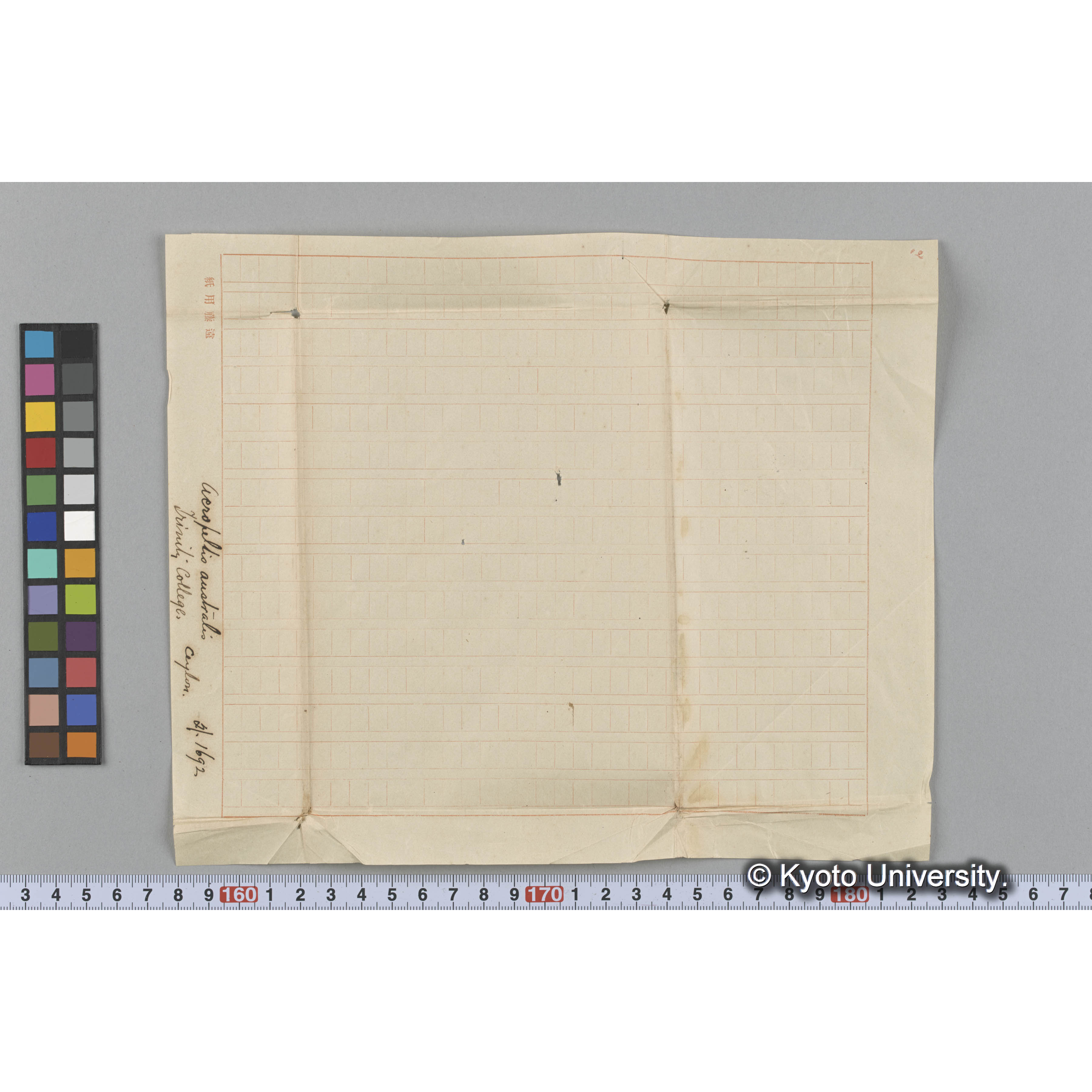 Acropeltis australis / Trinity College / Ceylon / 外. 1692 （写真帳番号 2） (3)