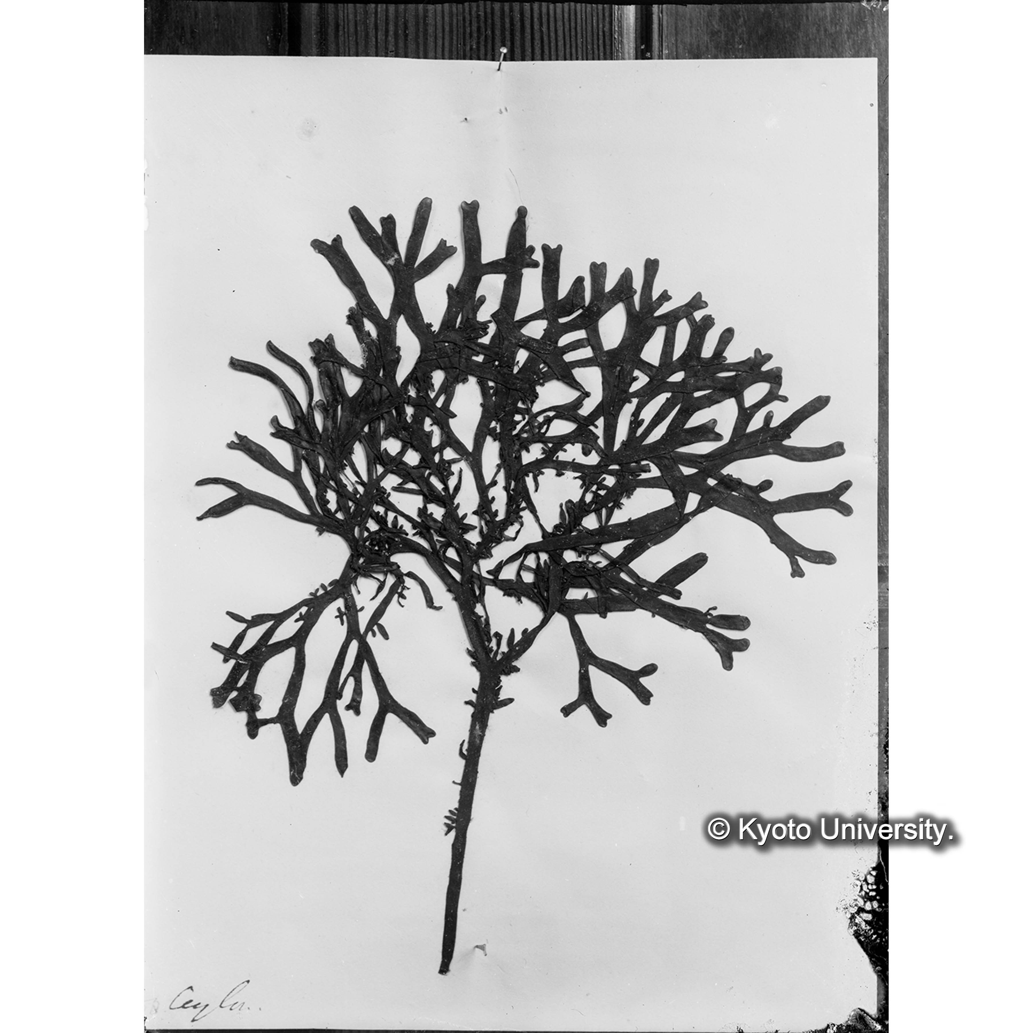 Acropeltis australis / Trinity College / Ceylon / 外. 1692 （写真帳番号 2） (4)