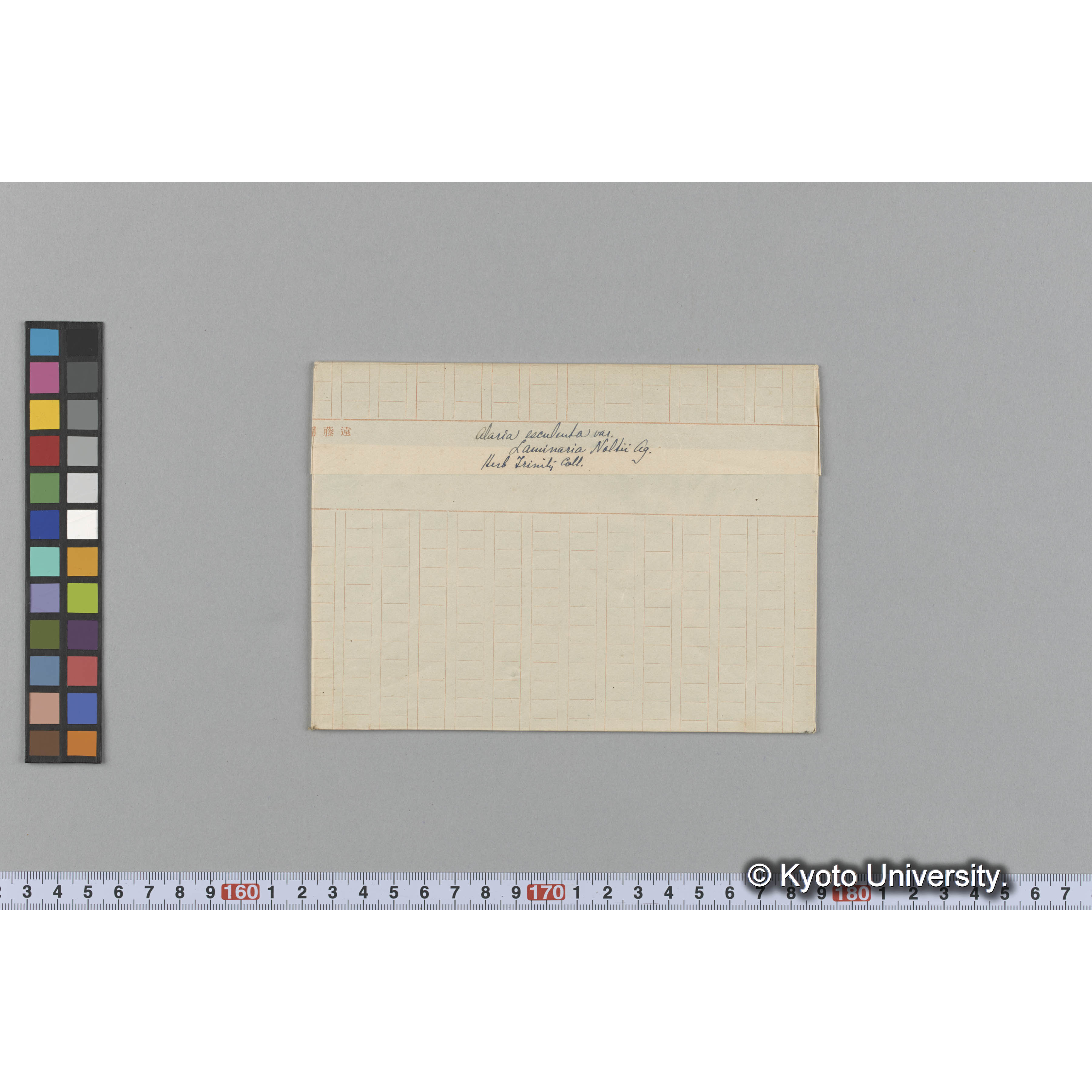 Alaria esculenta var. / Laminaria Noltii Ag. / Herb. Trinity Coll. （写真帳番号 3） (1)