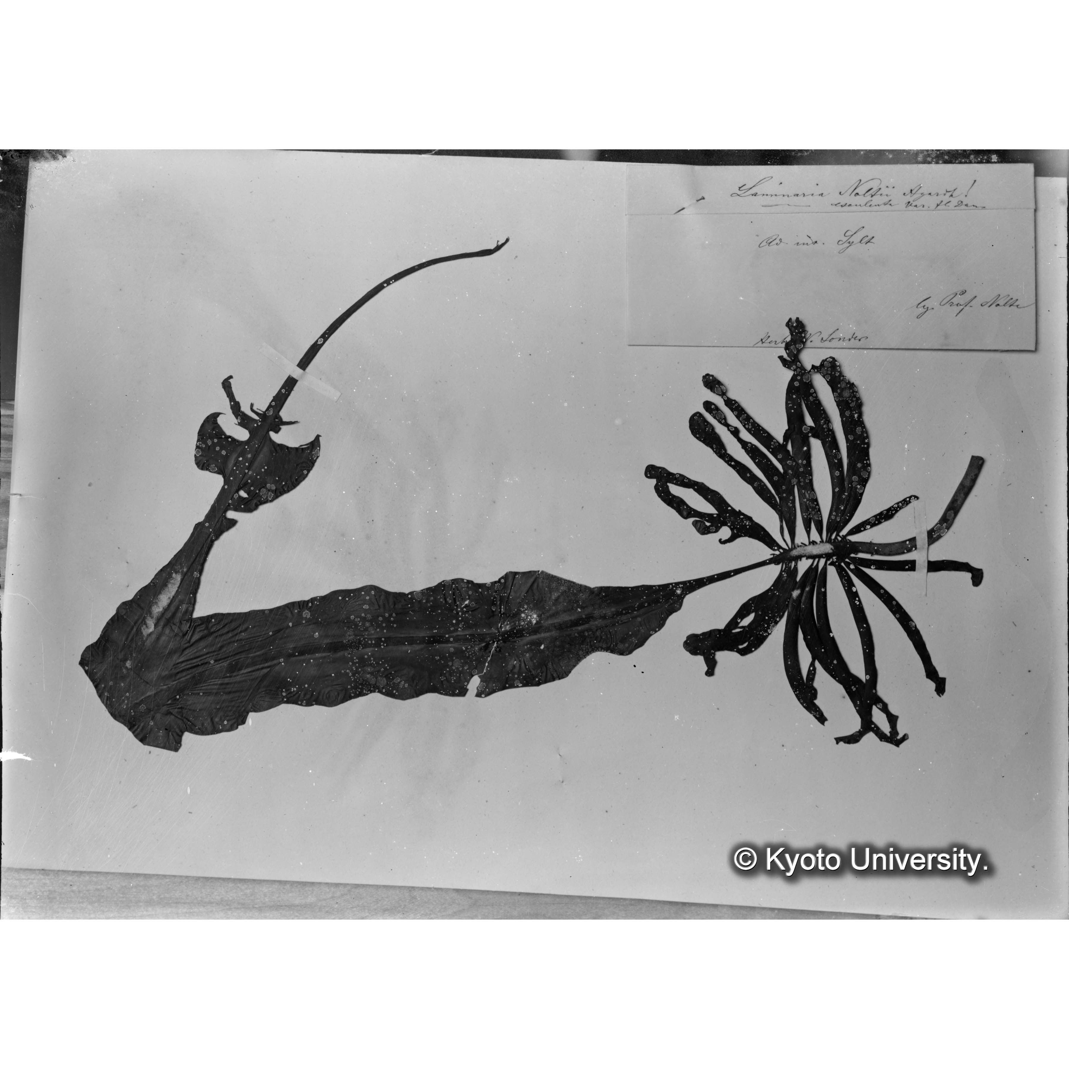 Alaria esculenta var. / Laminaria Noltii Ag. / Herb. Trinity Coll. （写真帳番号 3） (4)