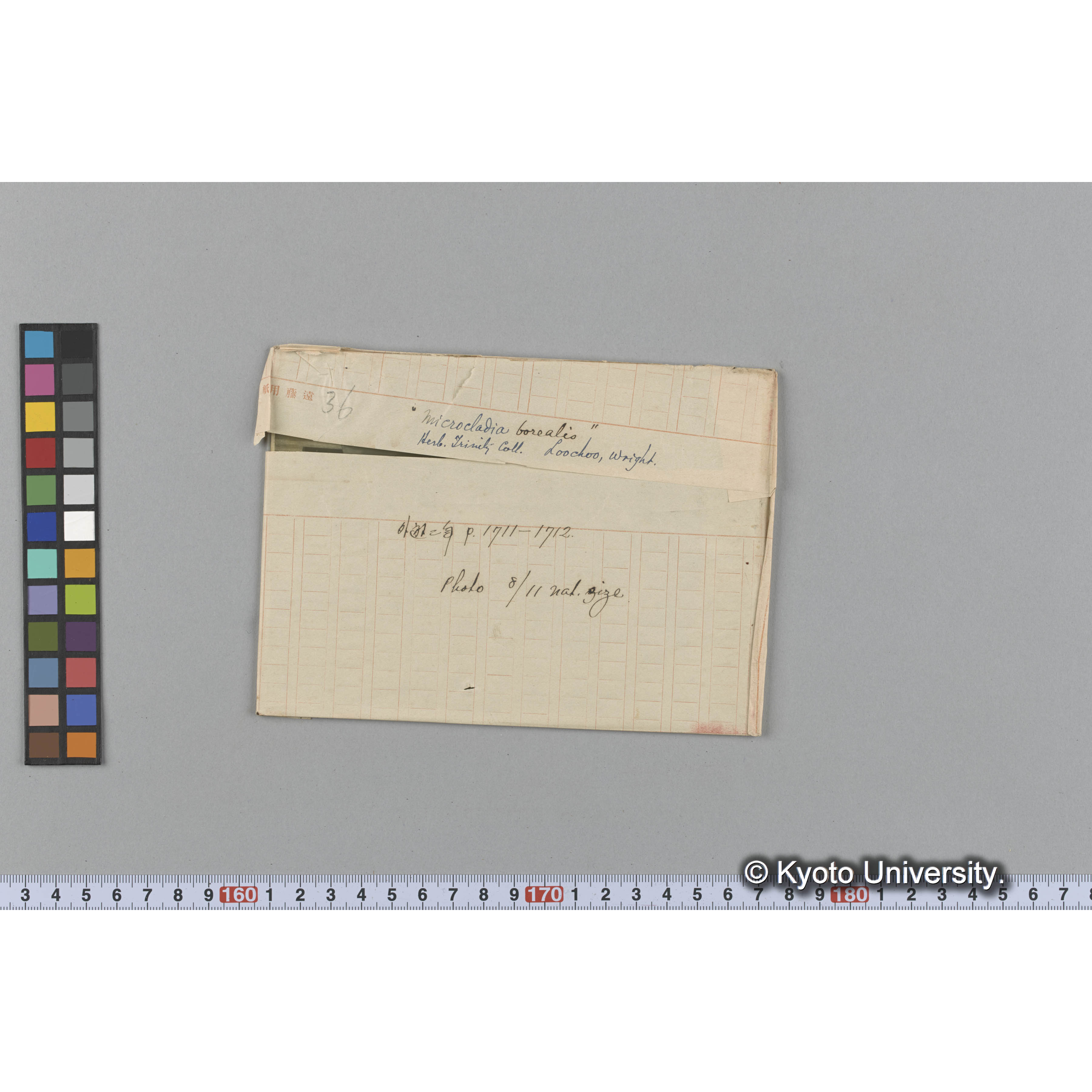 "Microcladia borealis" / Herb. Trinity Coll. / Loochoo, Wright / 外遊二年 p.1711-1712 / photo 8/11 nat. size. （写真帳番号 89） (1)