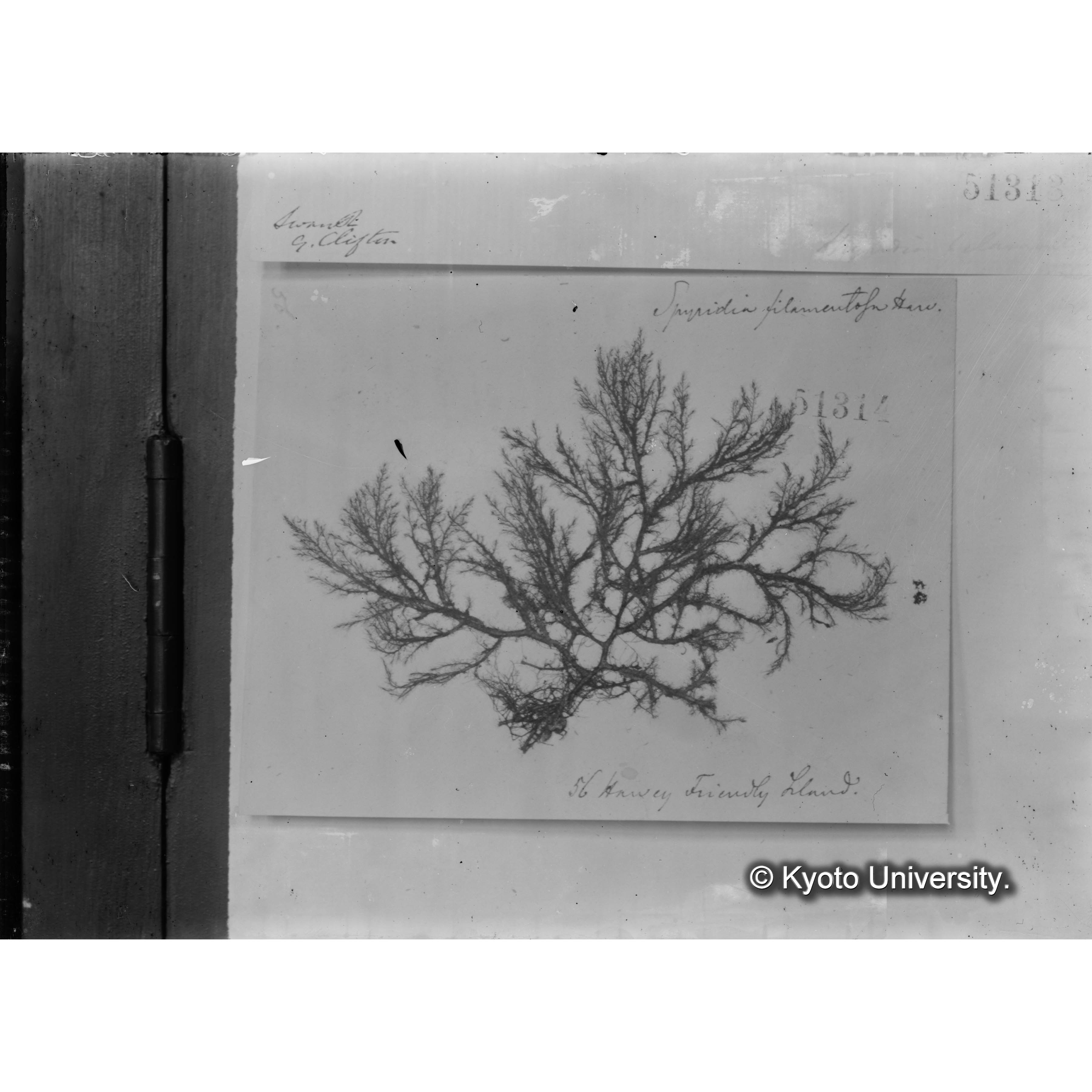 Spyridia filamentosa / Herb. J. Ag. / Friendly Island （写真帳番号 110） (4)