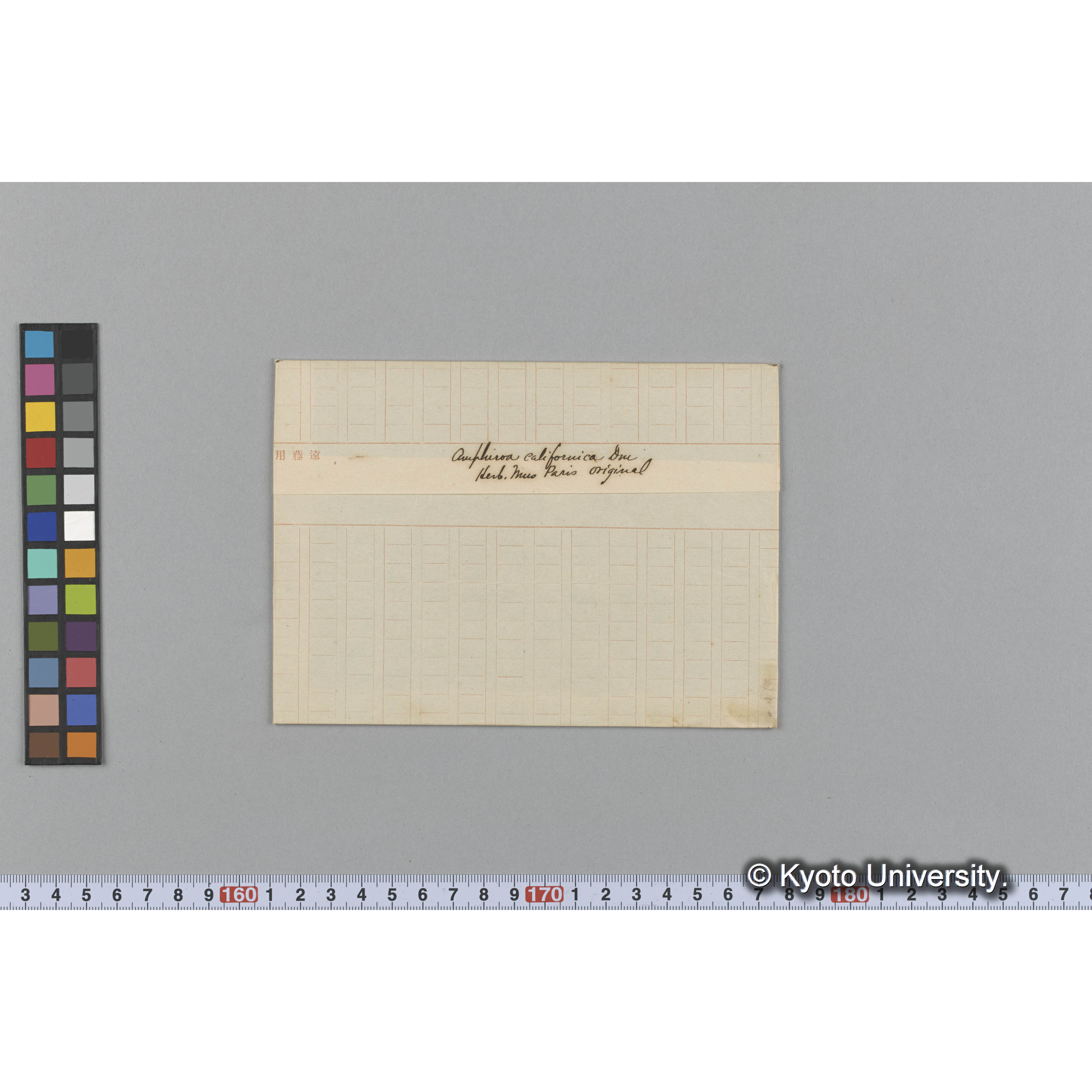 Amphiroa californica Dne / Herb. Mus Paris / Original （写真帳番号 4） (1)