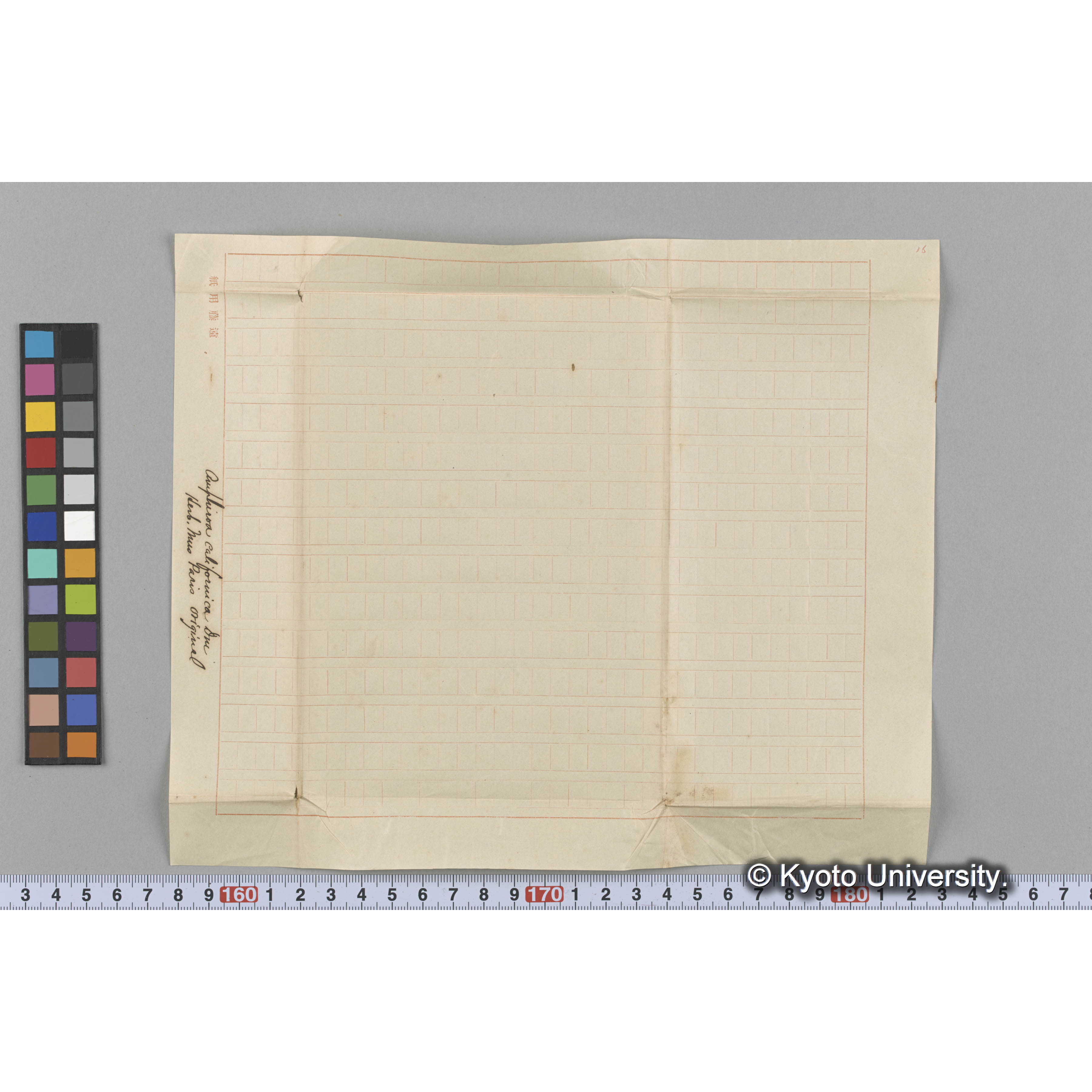 Amphiroa californica Dne / Herb. Mus Paris / Original （写真帳番号 4） (3)