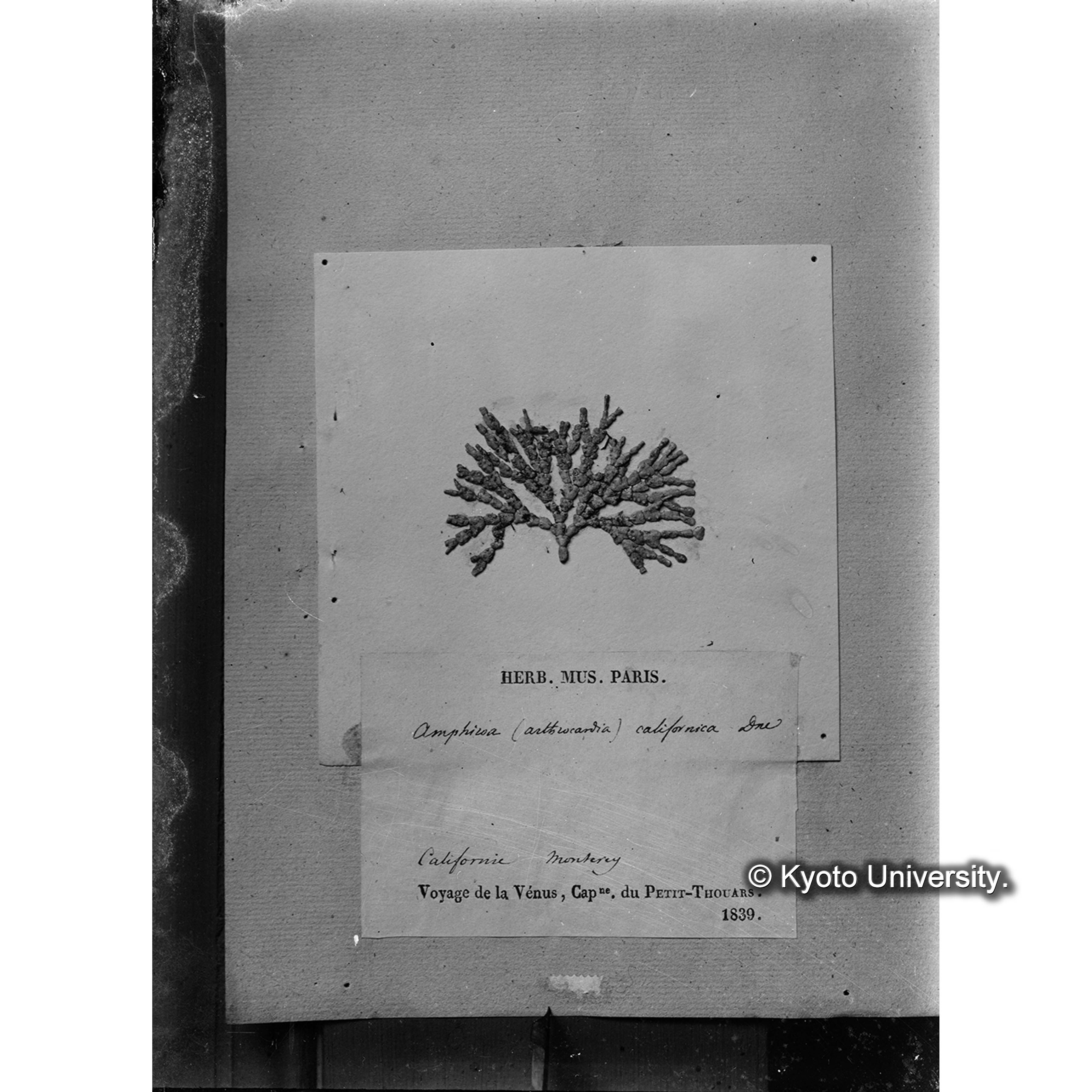 Amphiroa californica Dne / Herb. Mus Paris / Original （写真帳番号 4） (4)