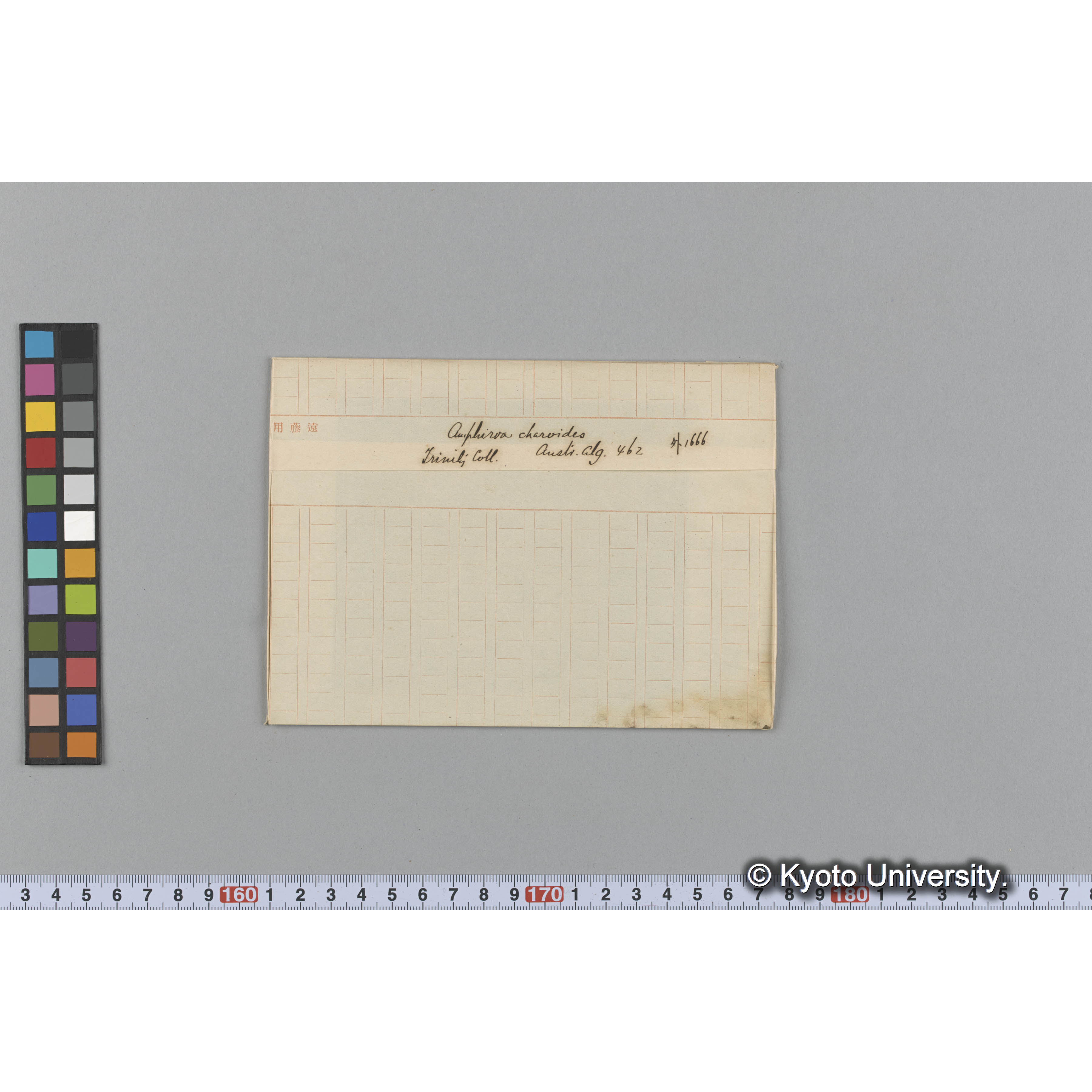 Amphiroa charoides / Trinity Coll. / Austr. Alg. 462 / 外 1666 （写真帳番号 6） (1)