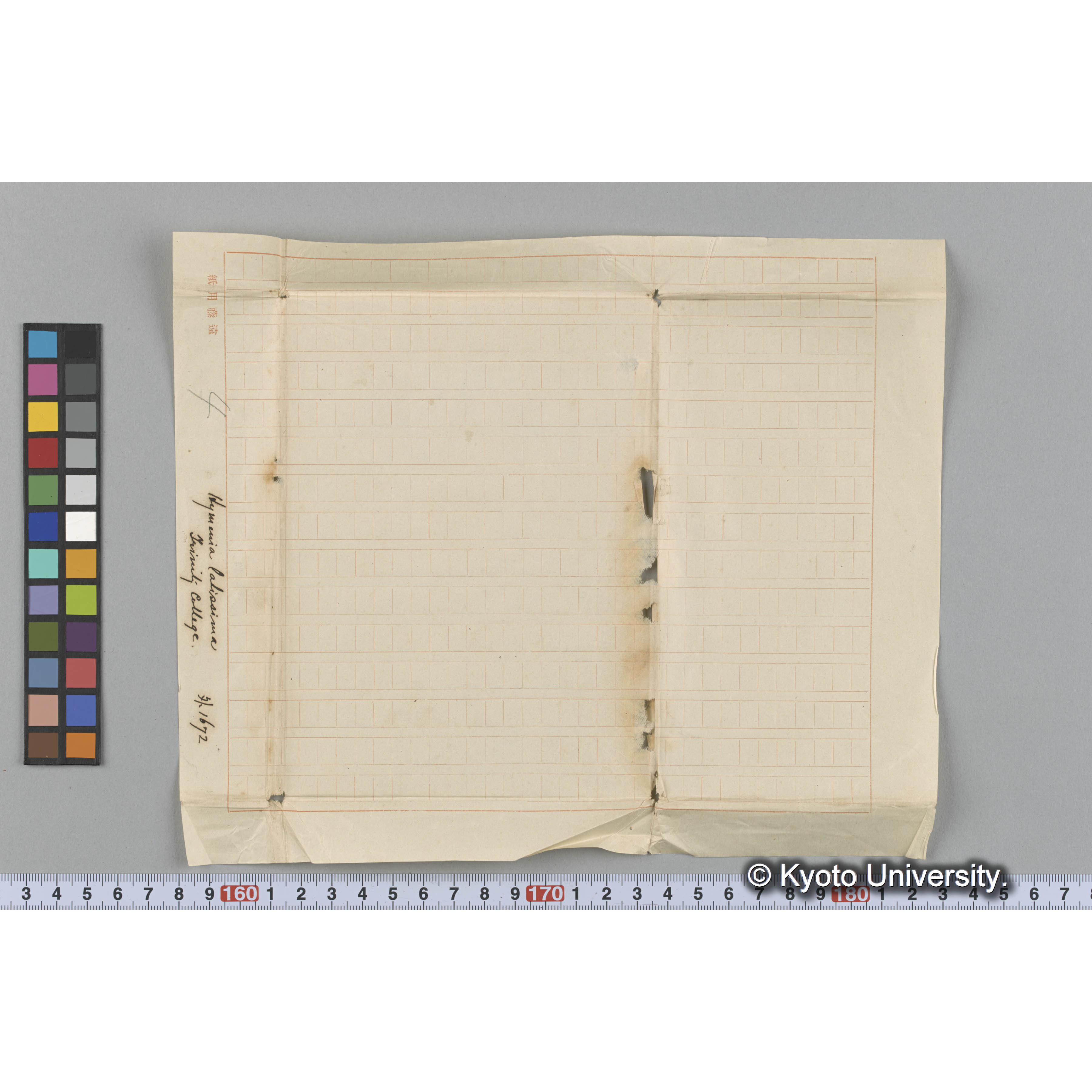 Halymenia latissima / Trinity College / 外　1672 （写真帳番号 71） (3)