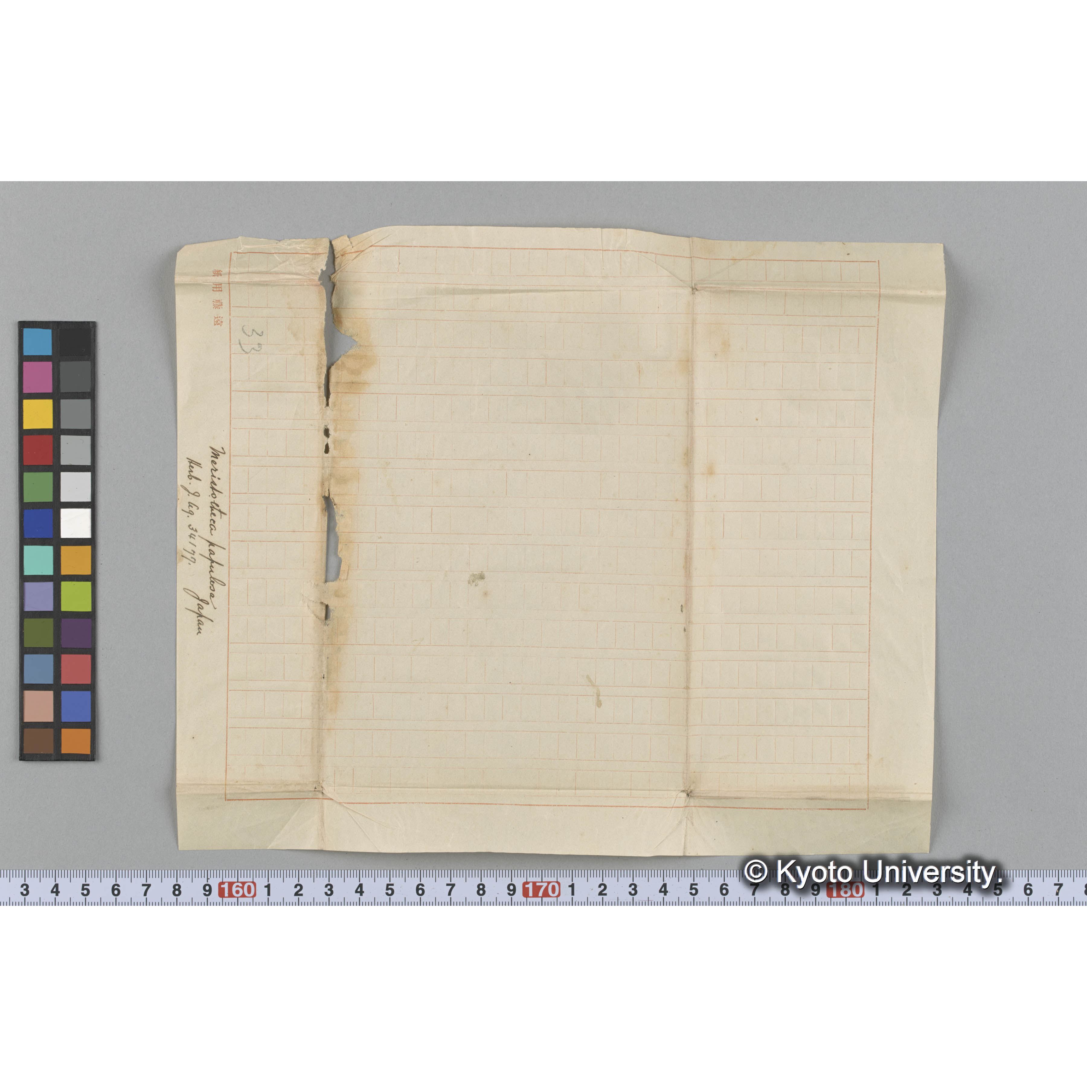 Meristotheca papulora / Herb. J. Ag. 34177. / Japan. （写真帳番号 87） (3)