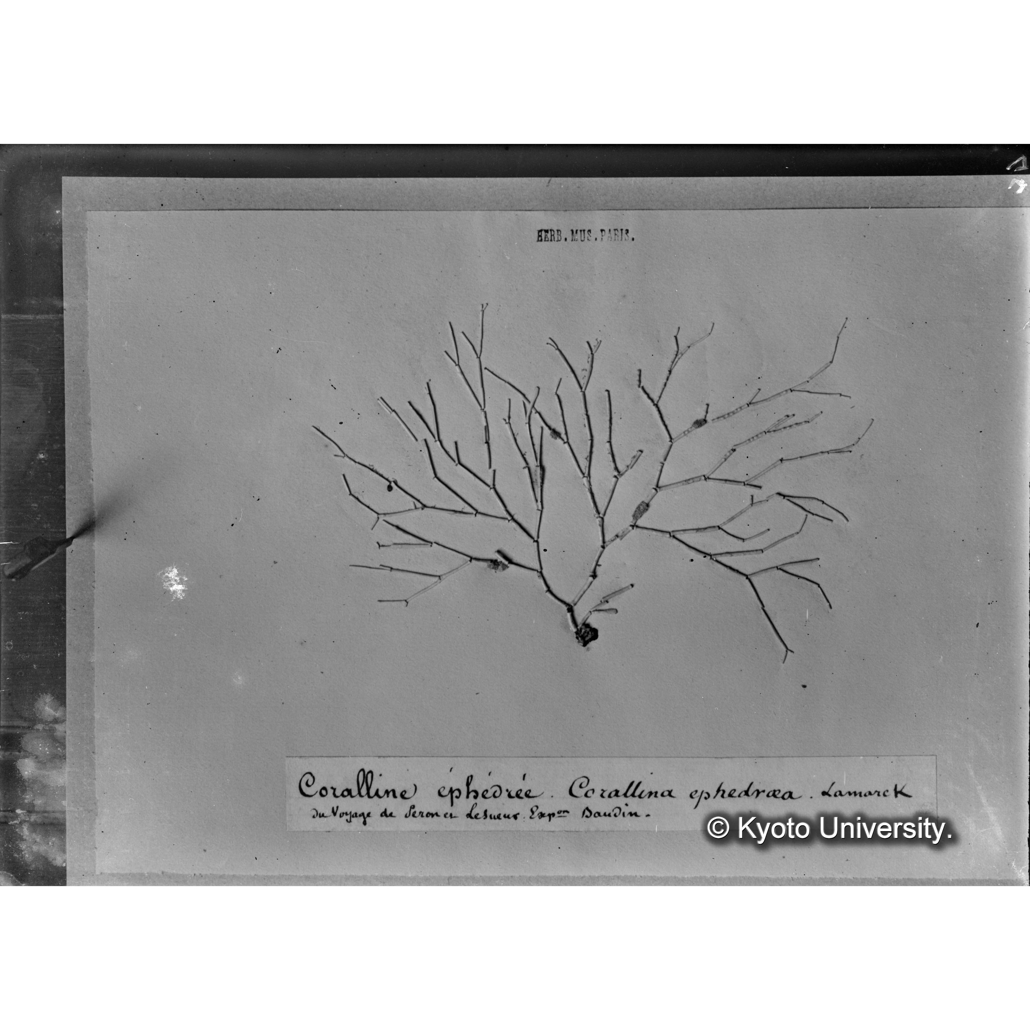 Corallina ephedraea Lamk / Herb. Mus / Paris / Original （写真帳番号 36） (4)