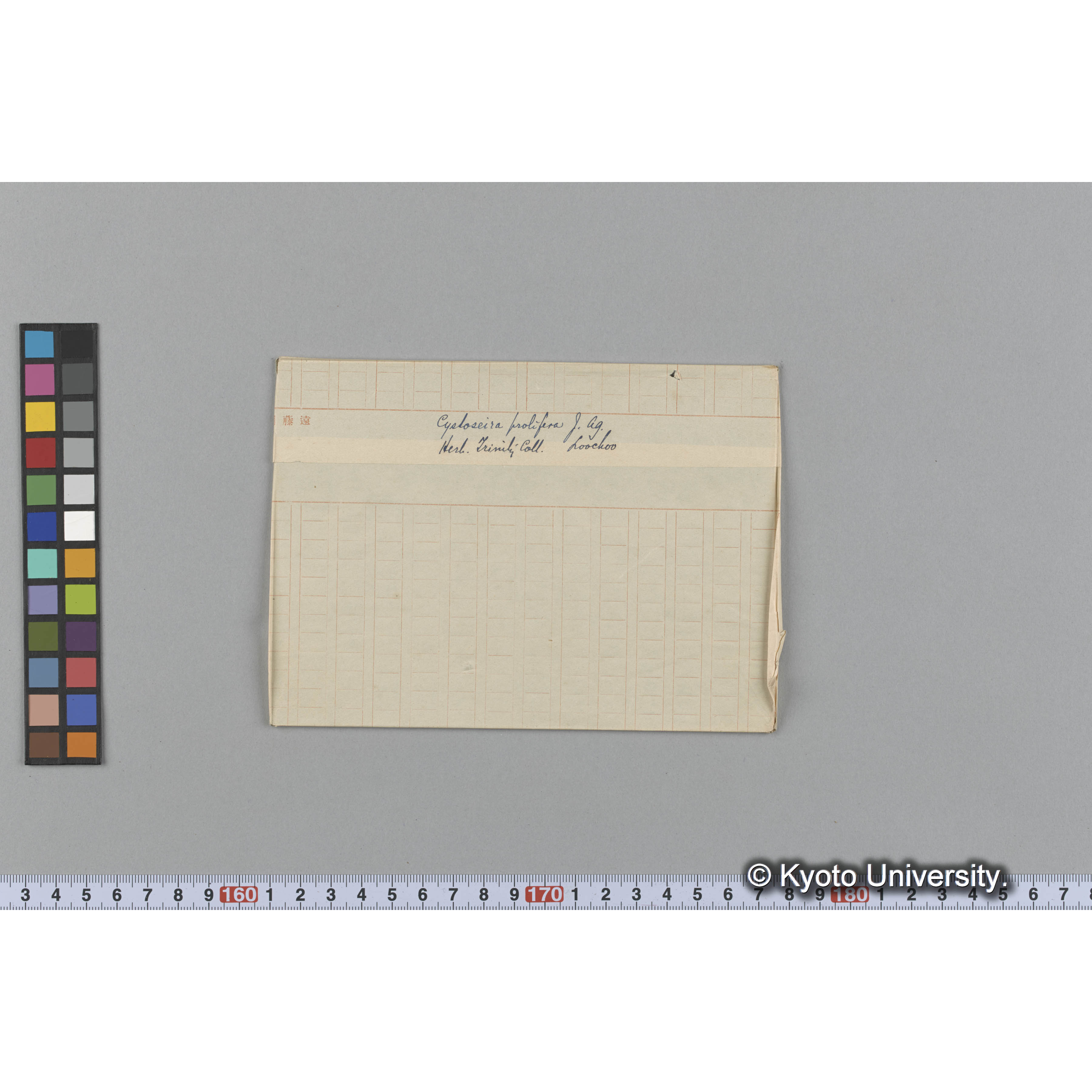 Cystoseira prolifera J. Ag. / Loochoo / Herb. Trinity Coll. （写真帳番号 39） (1)