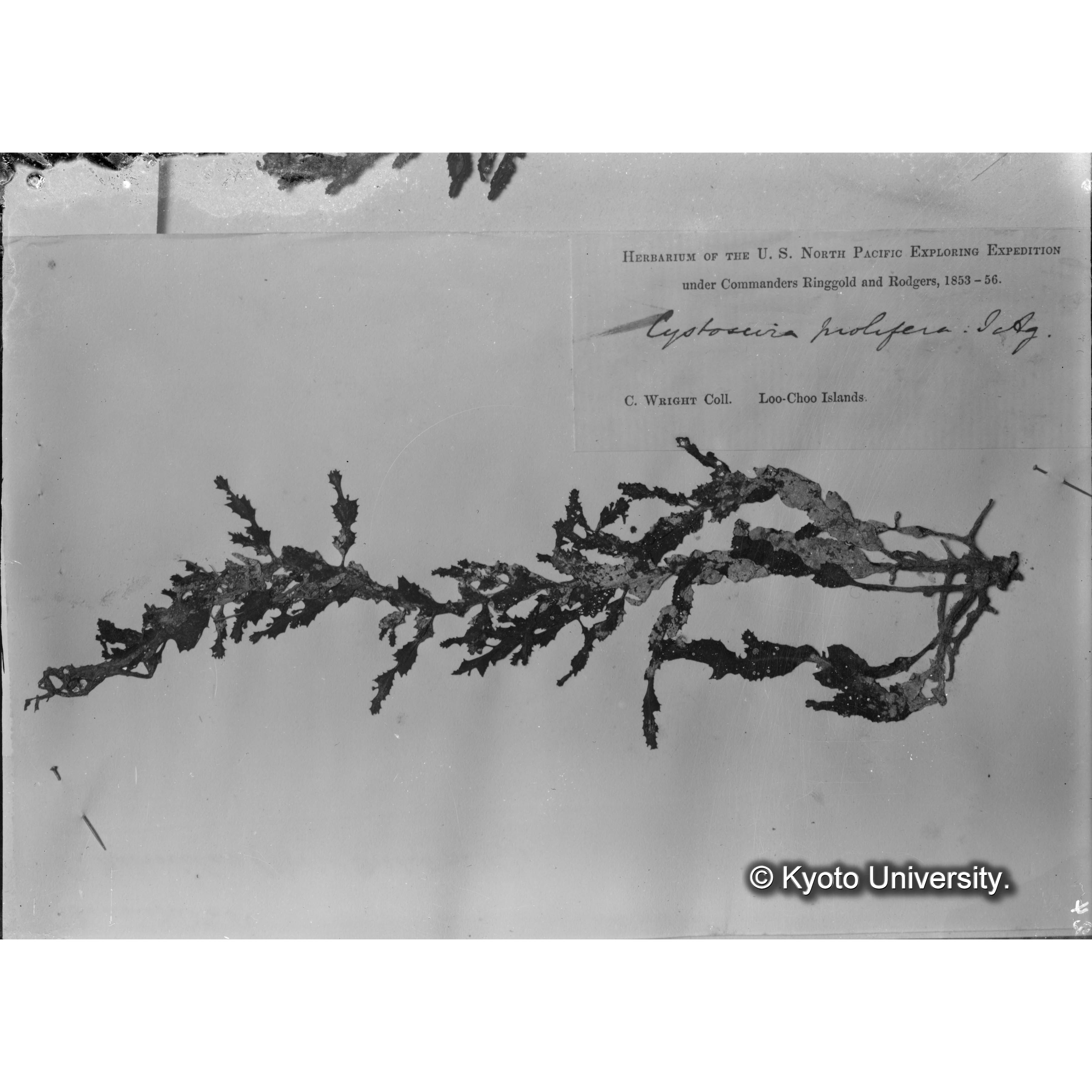 Cystoseira prolifera J. Ag. / Loochoo / Herb. Trinity Coll. （写真帳番号 39） (4)