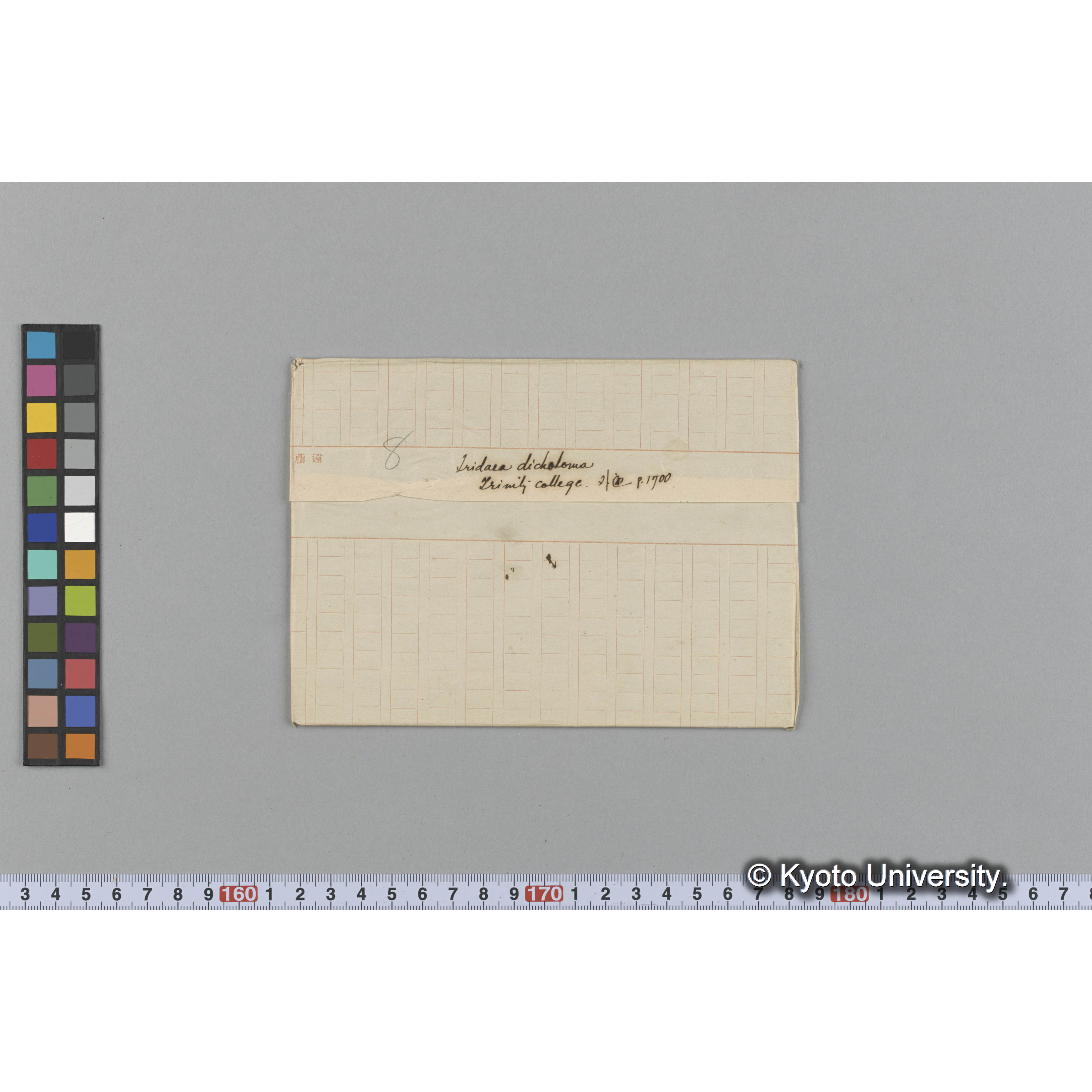 Iridaea dichotoma / Trinity College / 外遊　p.1700 （写真帳番号 73） (1)