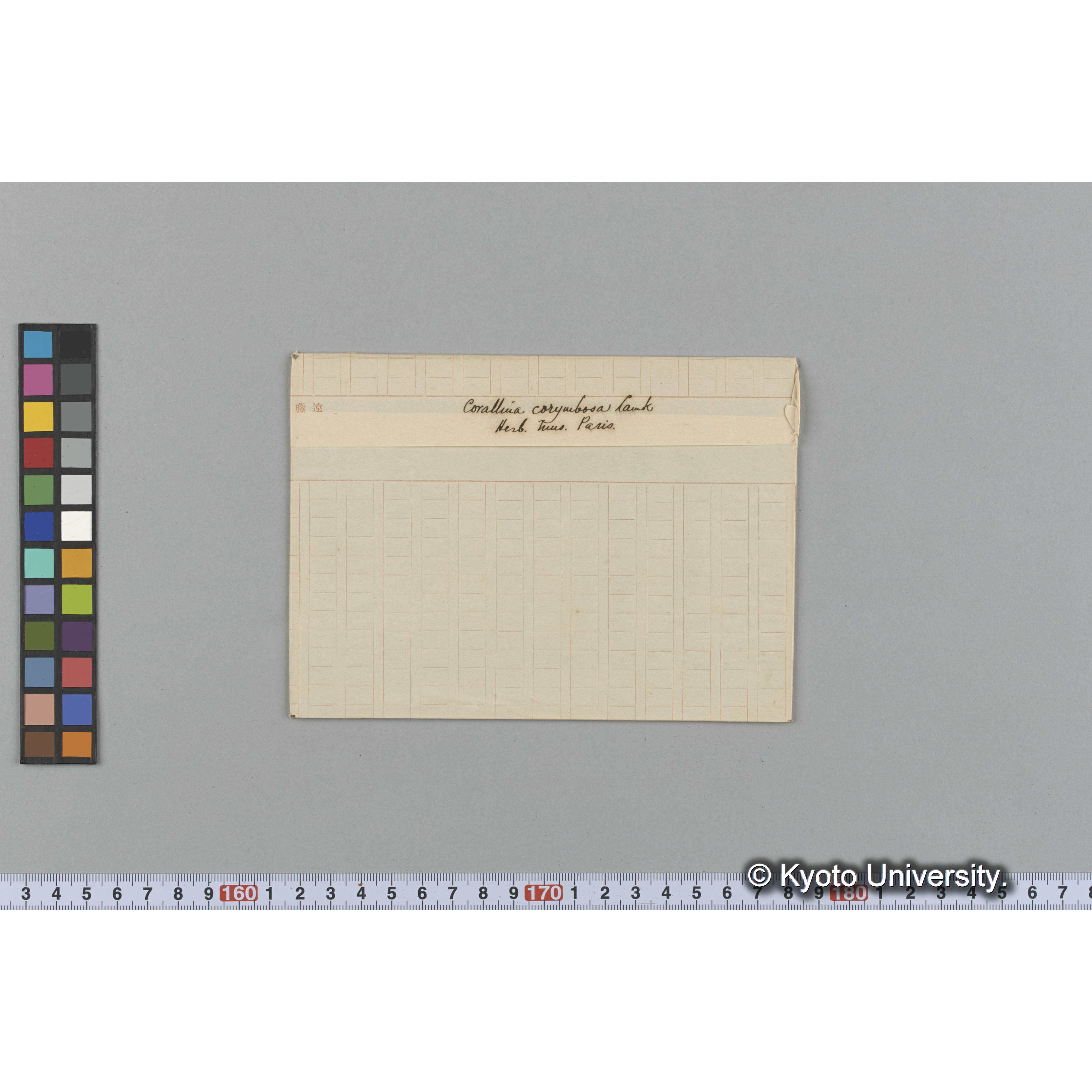 Corallina corymbosa Lamk / Herb. Mus Paris （写真帳番号 35） (1)