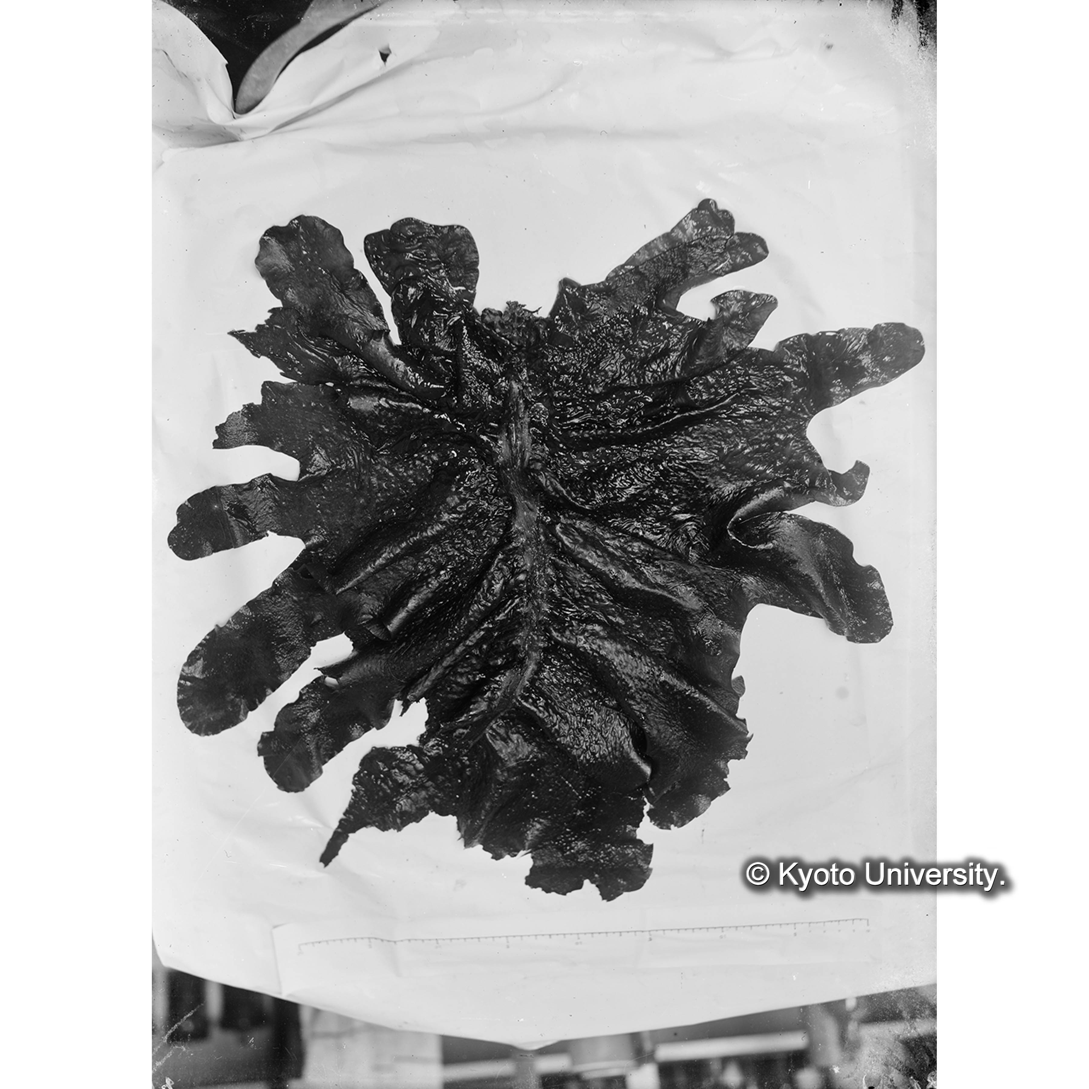Hirome undarioides (4)
